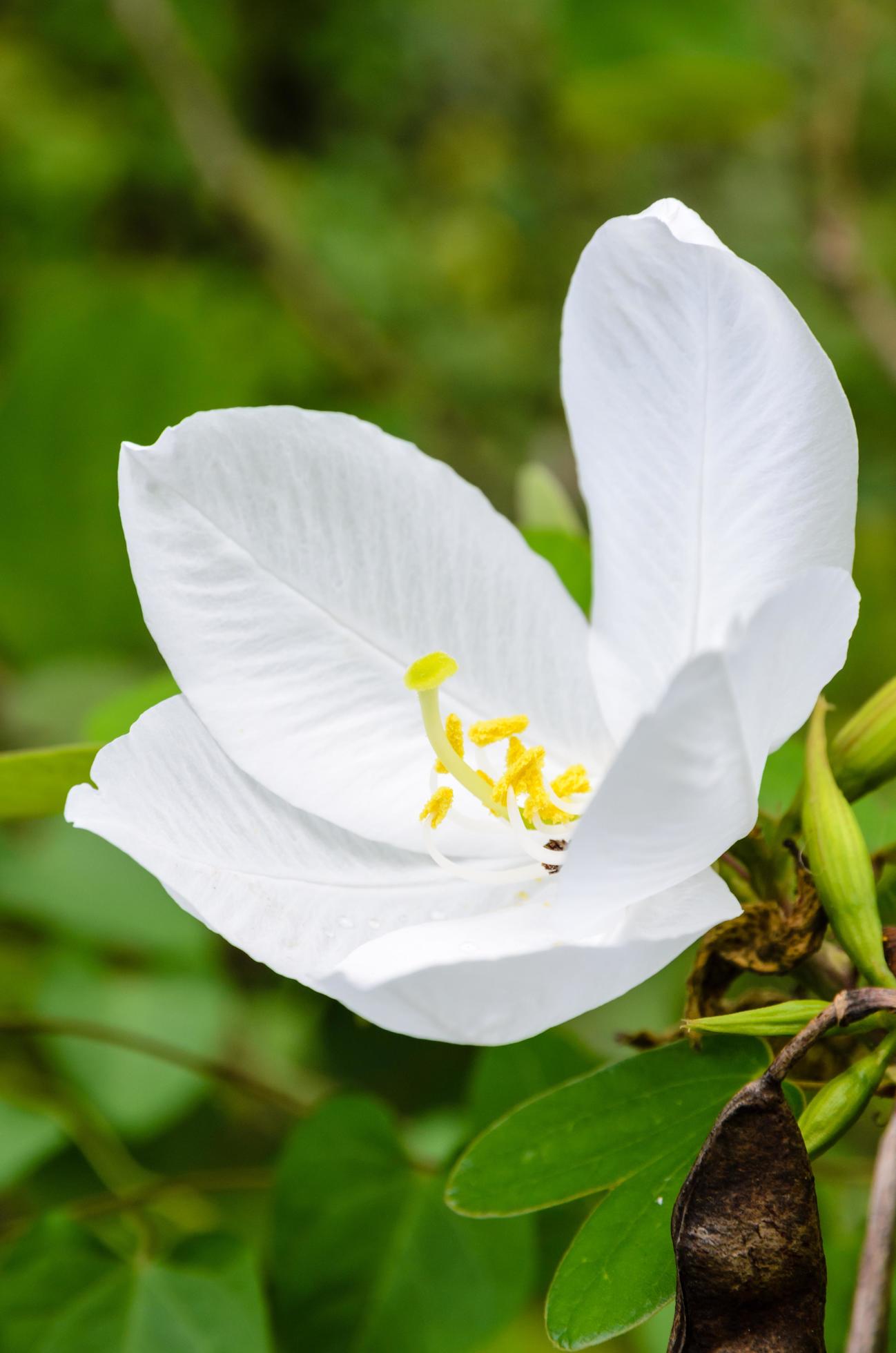 Snowy Orchid flower, Bauhinia acuminata Stock Free