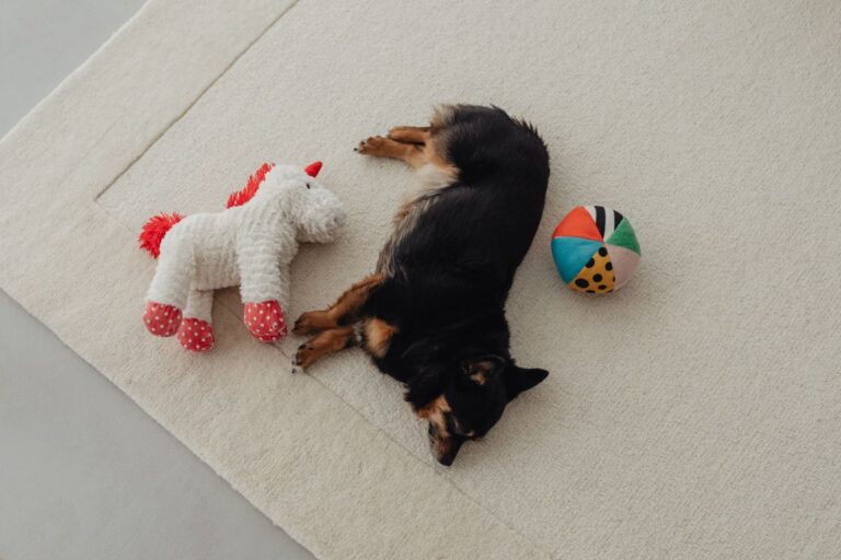 Two small dogs hang out in their home Stock Free