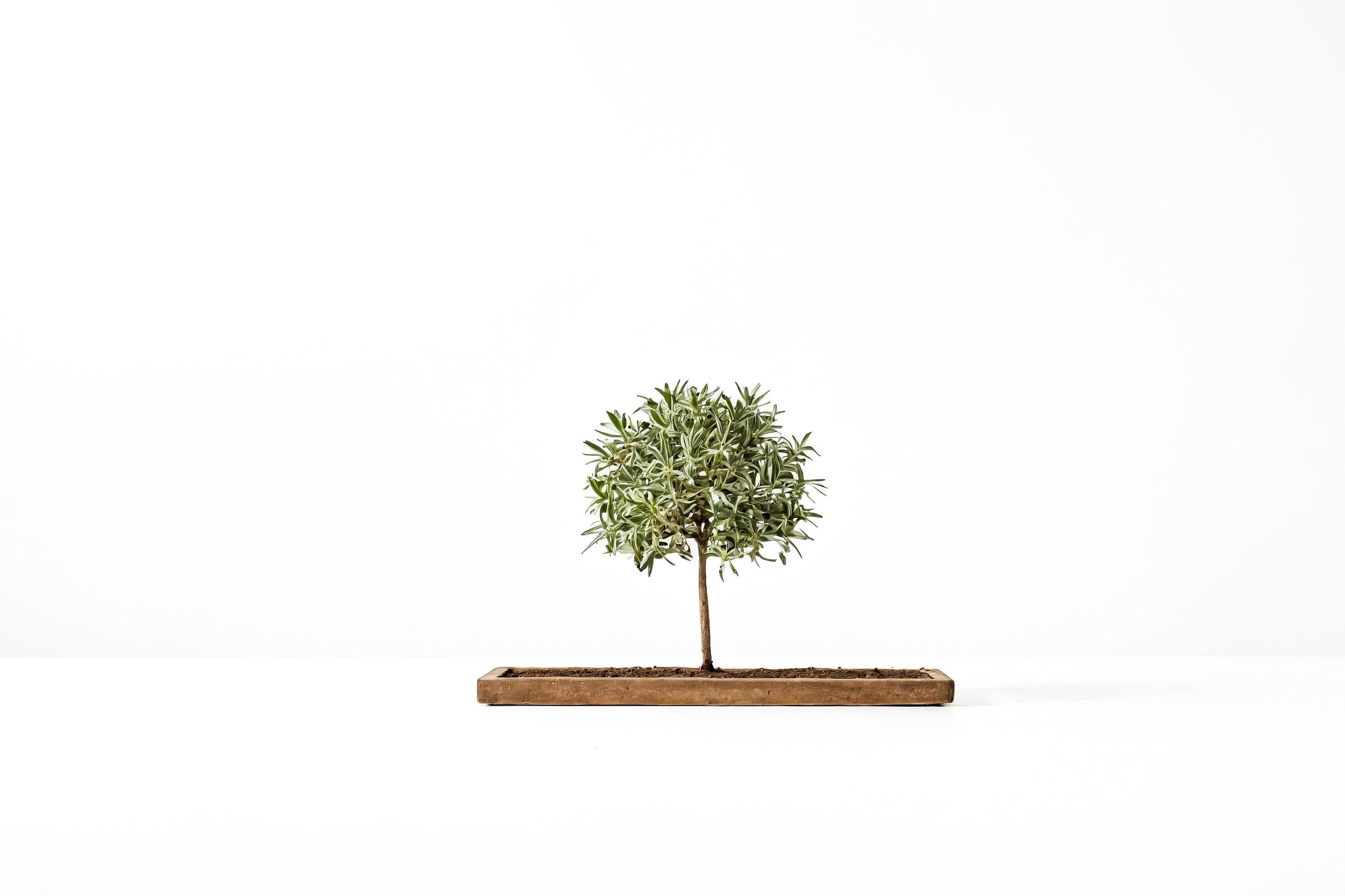 Small tree in wooden pot on white background Stock Free