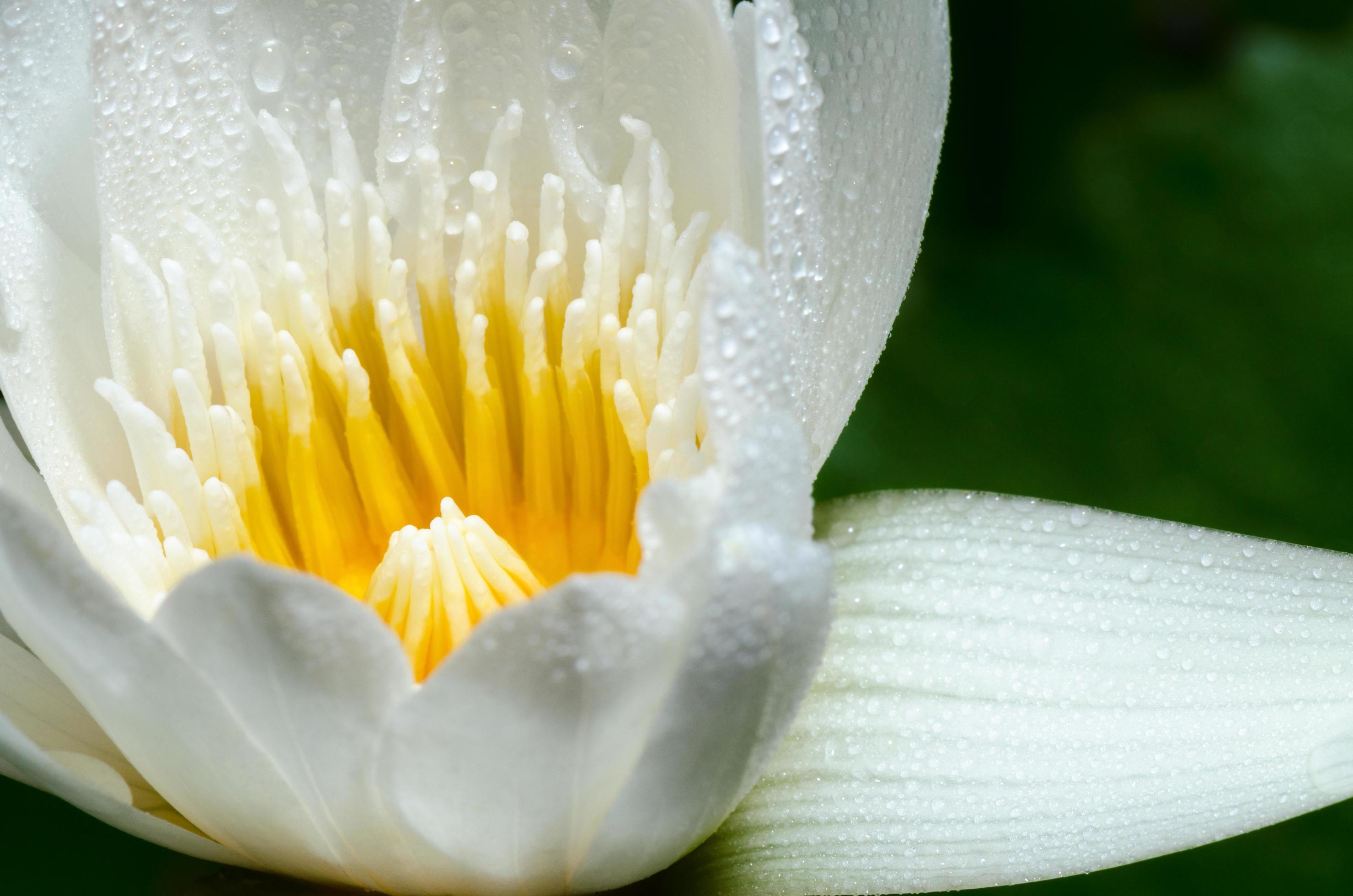 White lotus flower Stock Free