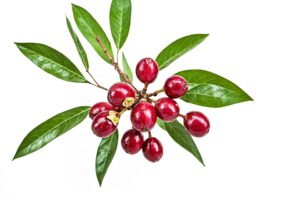 red-berries-on-a-branch-with-green-leaves-isolated-on-white-background-free-photo