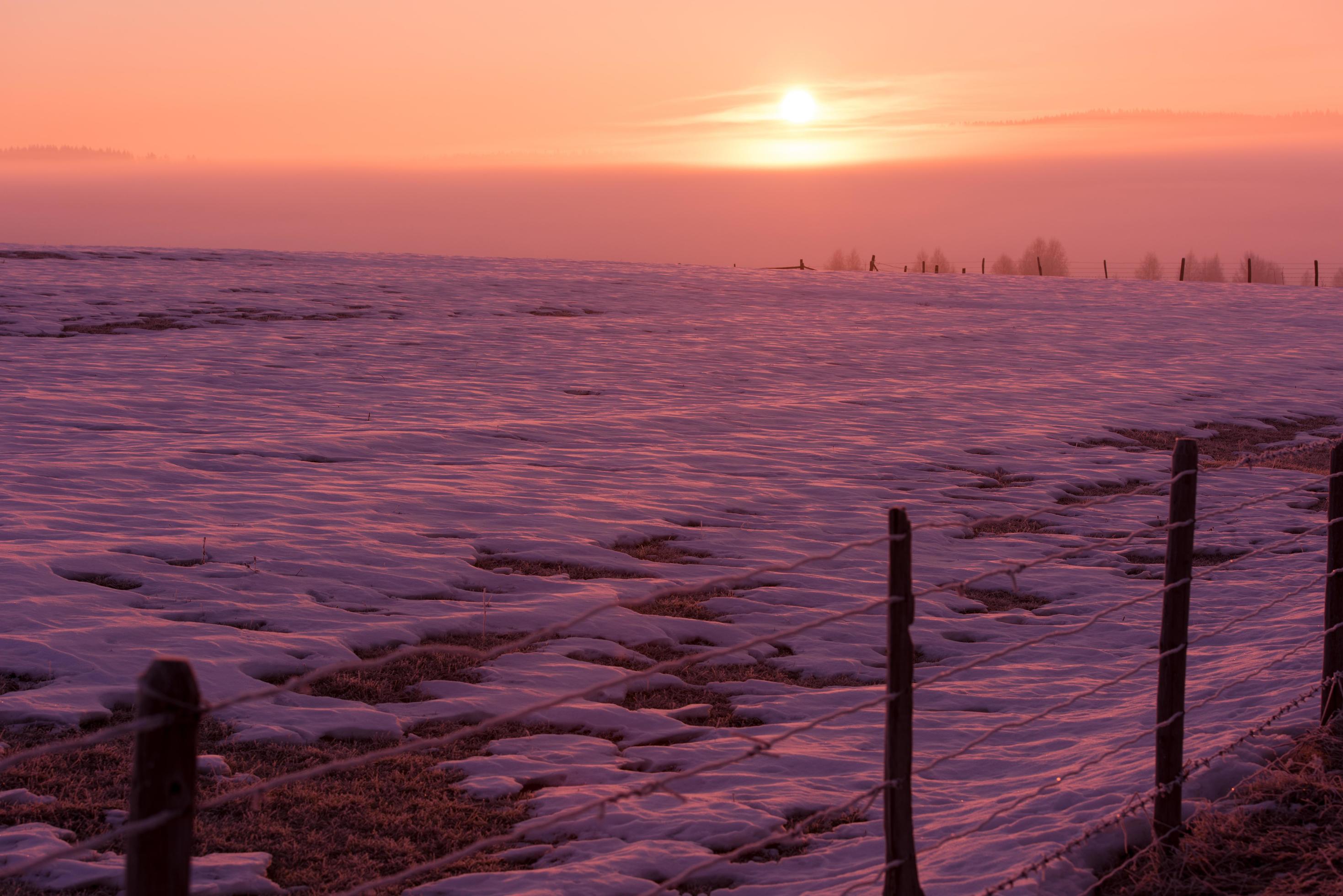 winter landscape scenic with lonely tree Stock Free