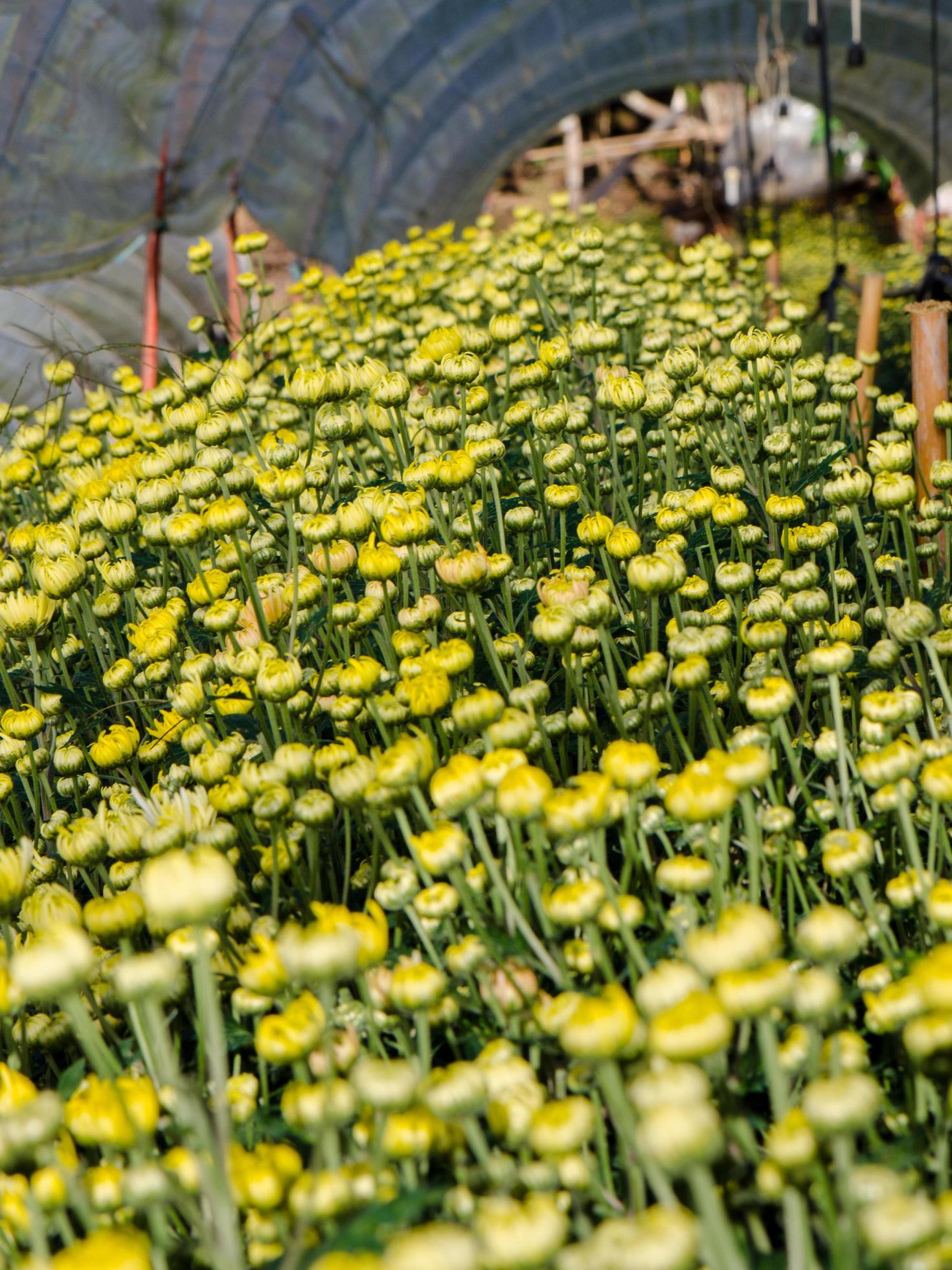 
									Buds of yellow Chrysanthemum Morifolium flowers in the garden Stock Free