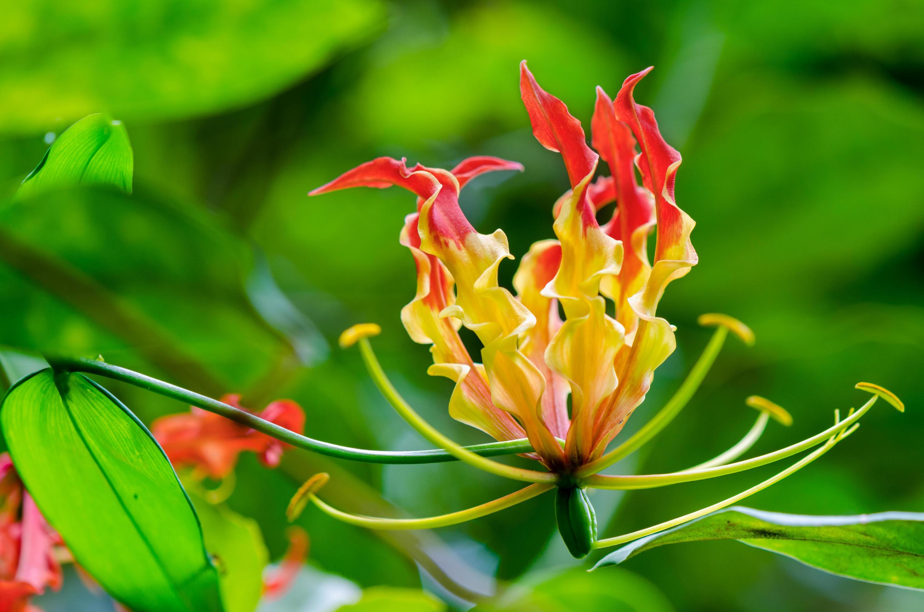 Gloriosa Superba or Climbing Lily flower Stock Free