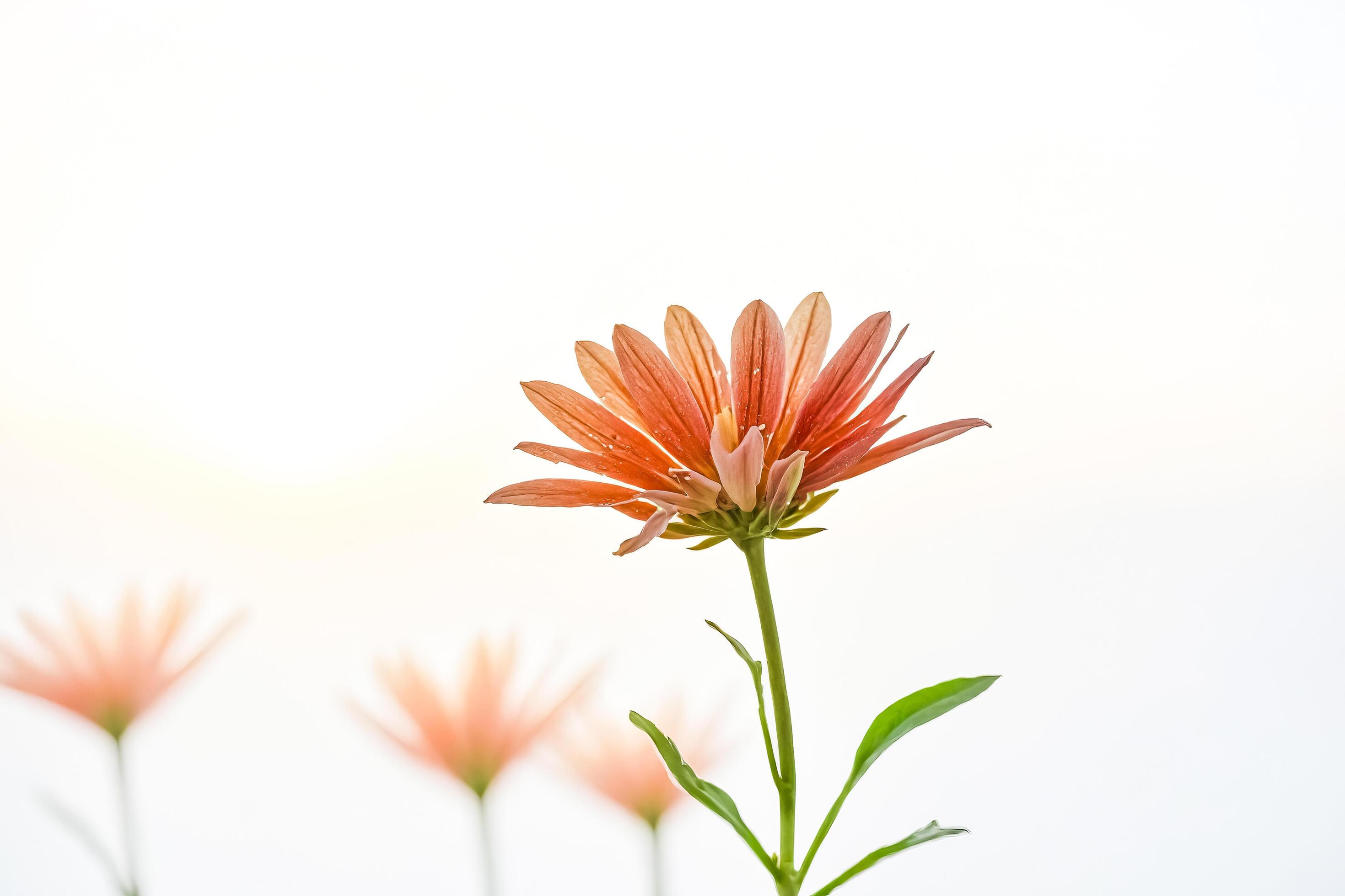 Single Orange Flower with a White Background Stock Free