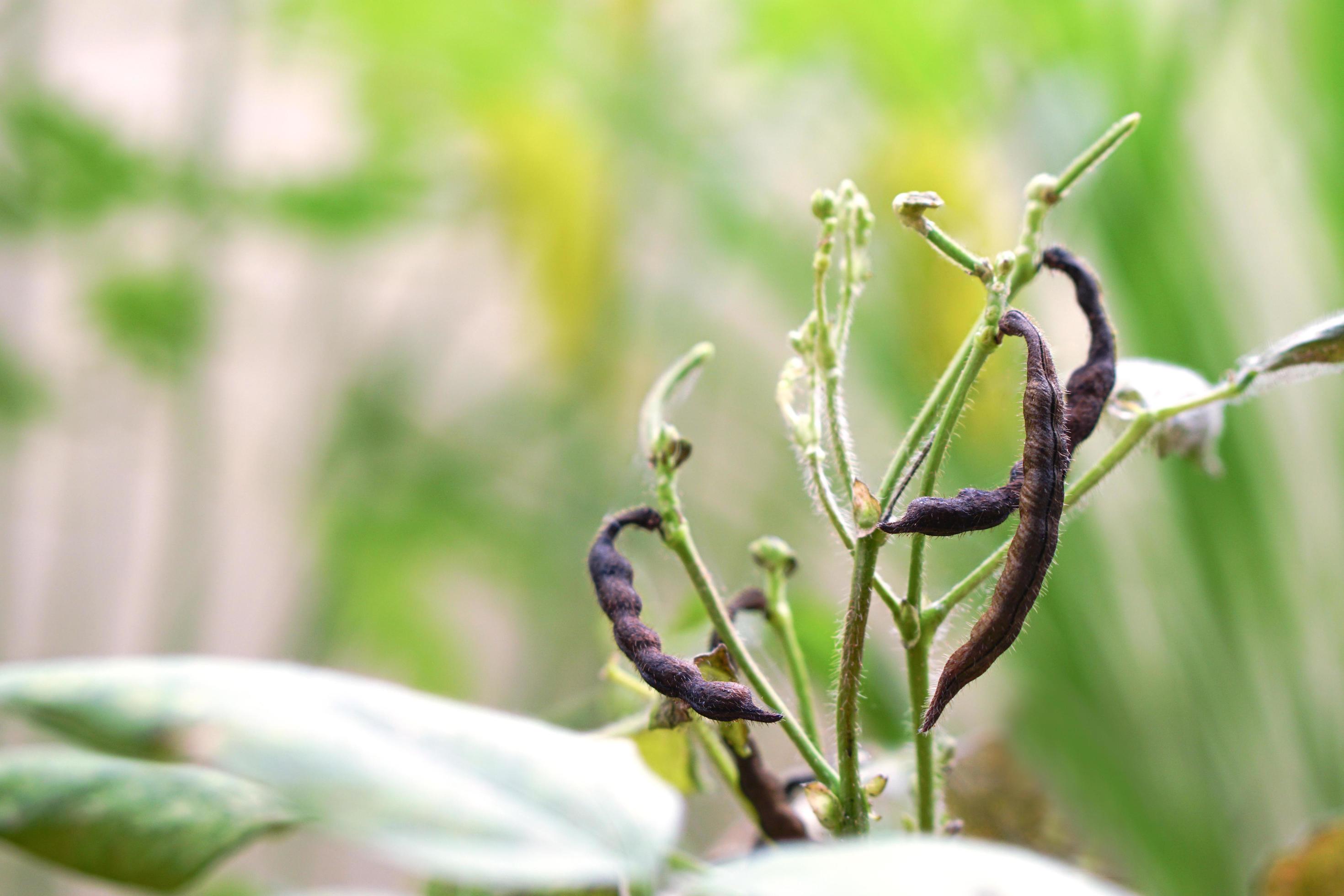 Mung bean plant with ripe green pea pods, Mung Bean pod is a plant in the legume family. Stock Free