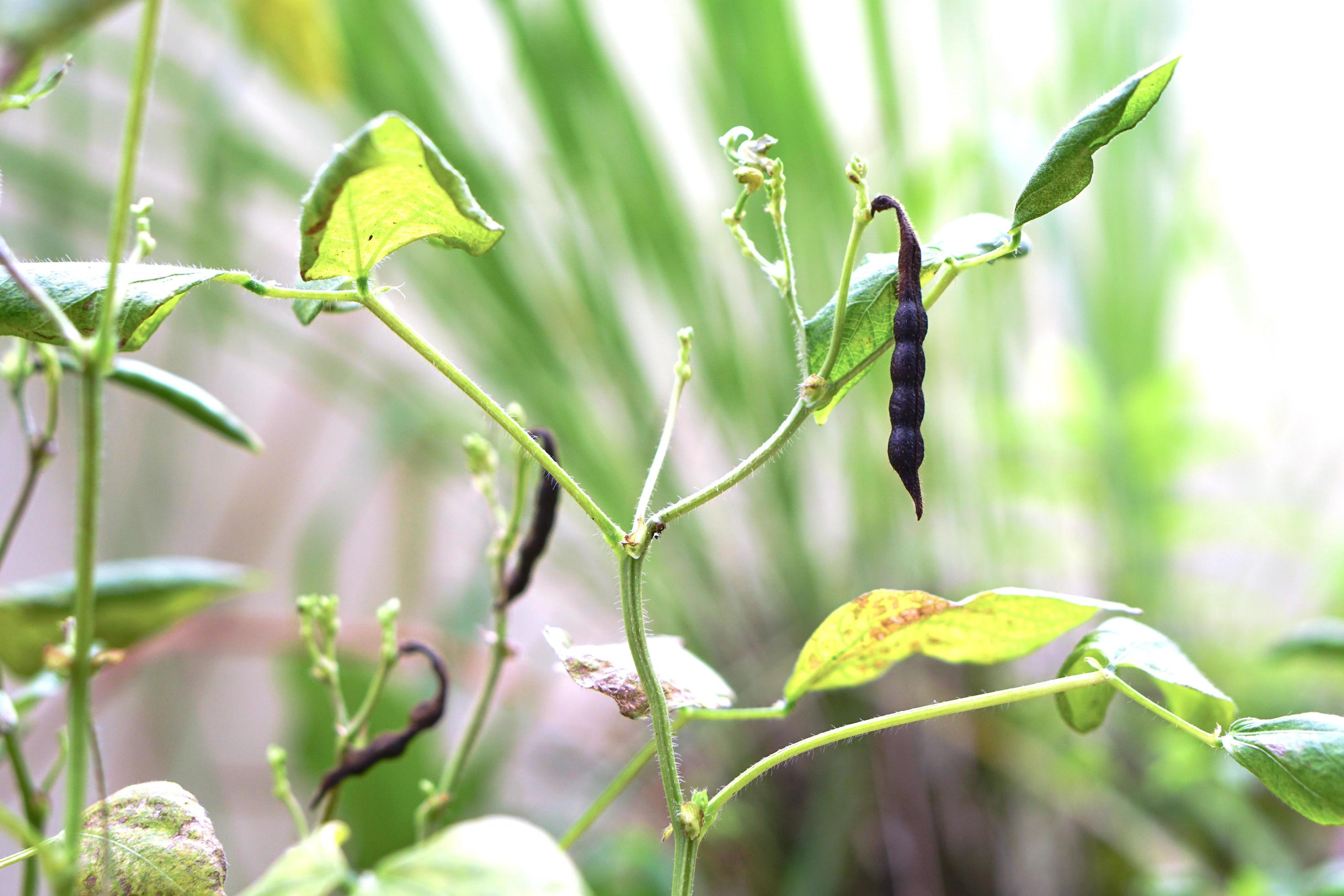 Mung bean plant with ripe green pea pods, Mung Bean pod is a plant in the legume family. Stock Free