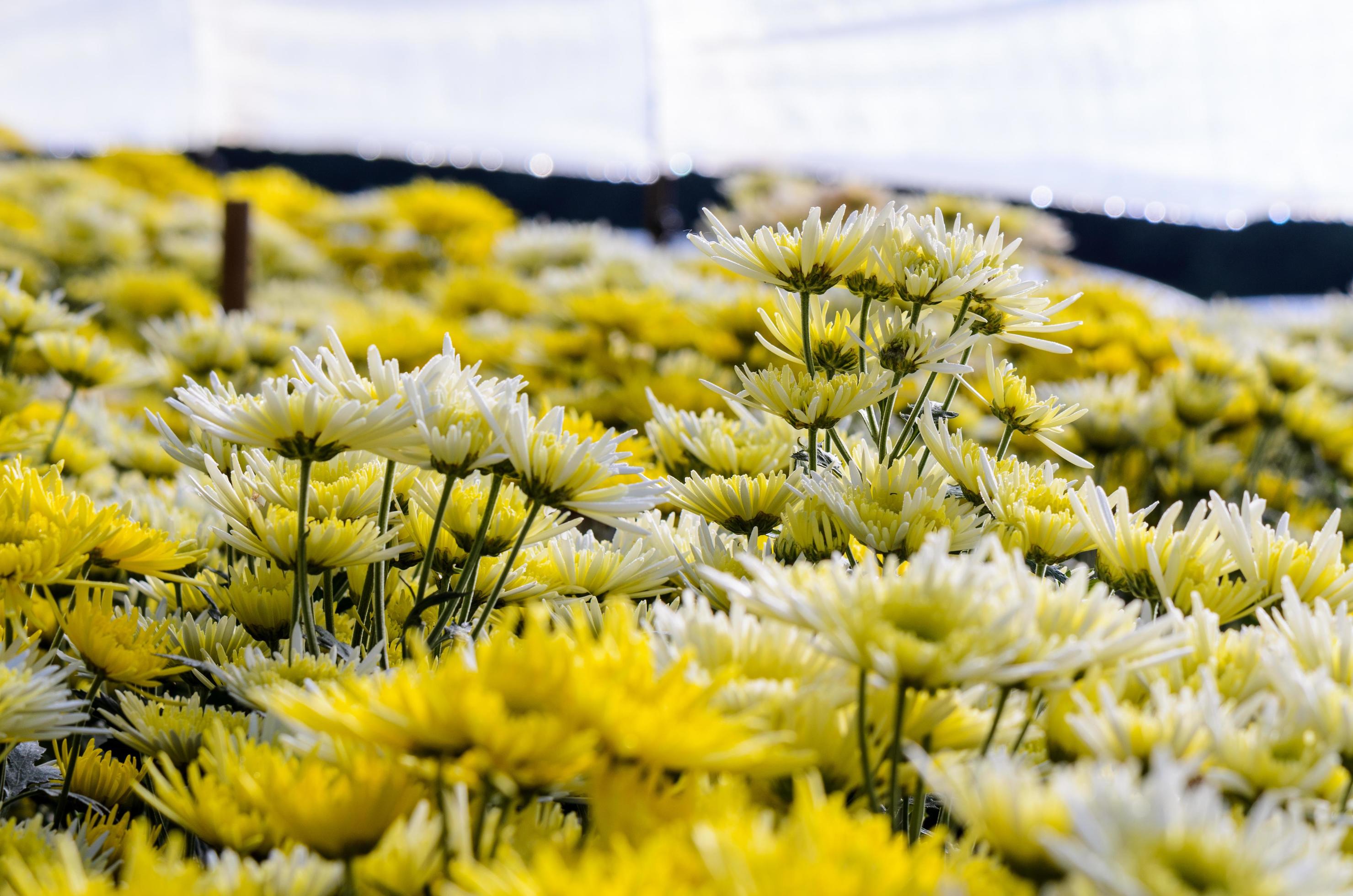 Chrysanthemum Morifolium flowers farm Stock Free