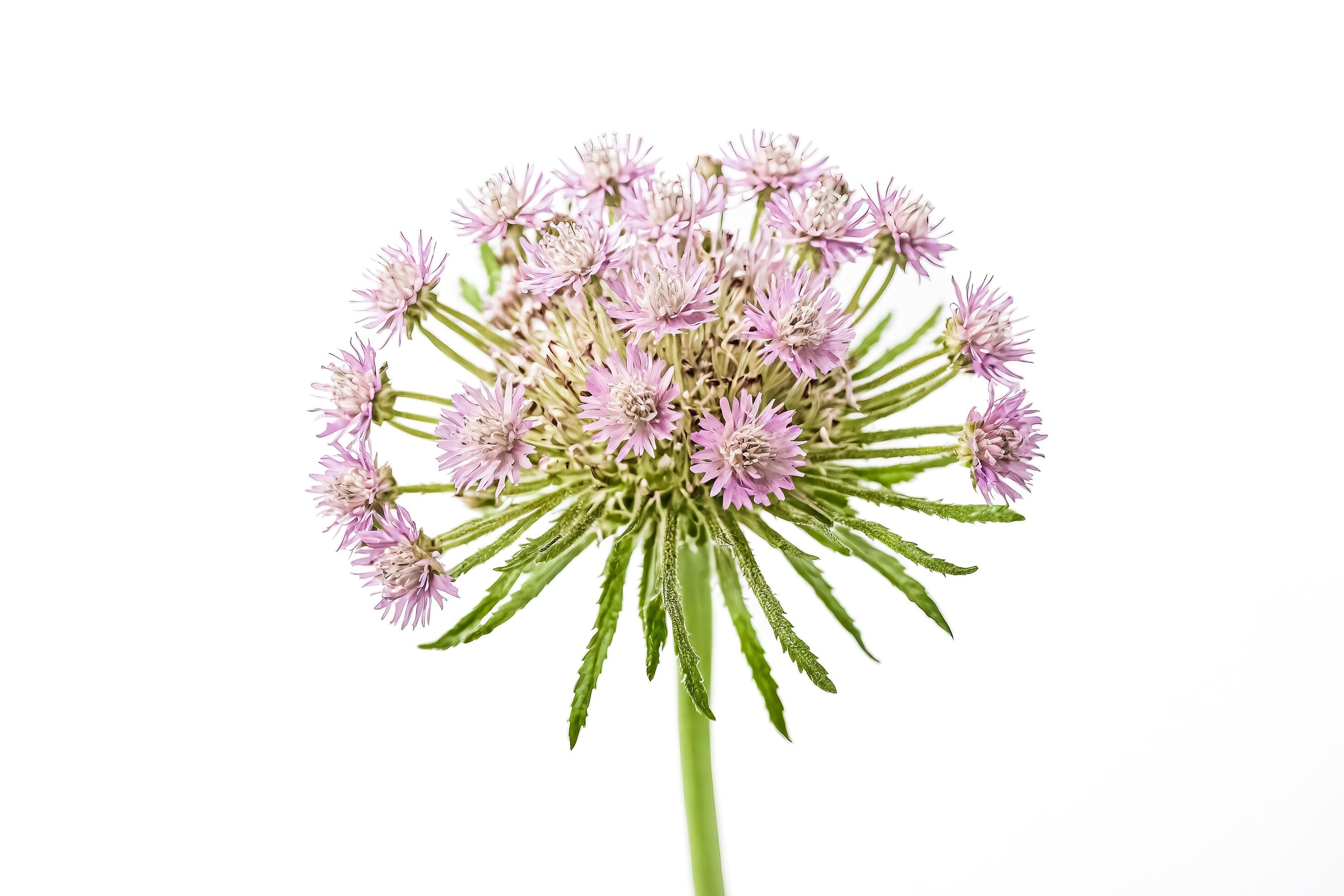 Closeup of a Pink Flower with Green Stem on a White Background Stock Free