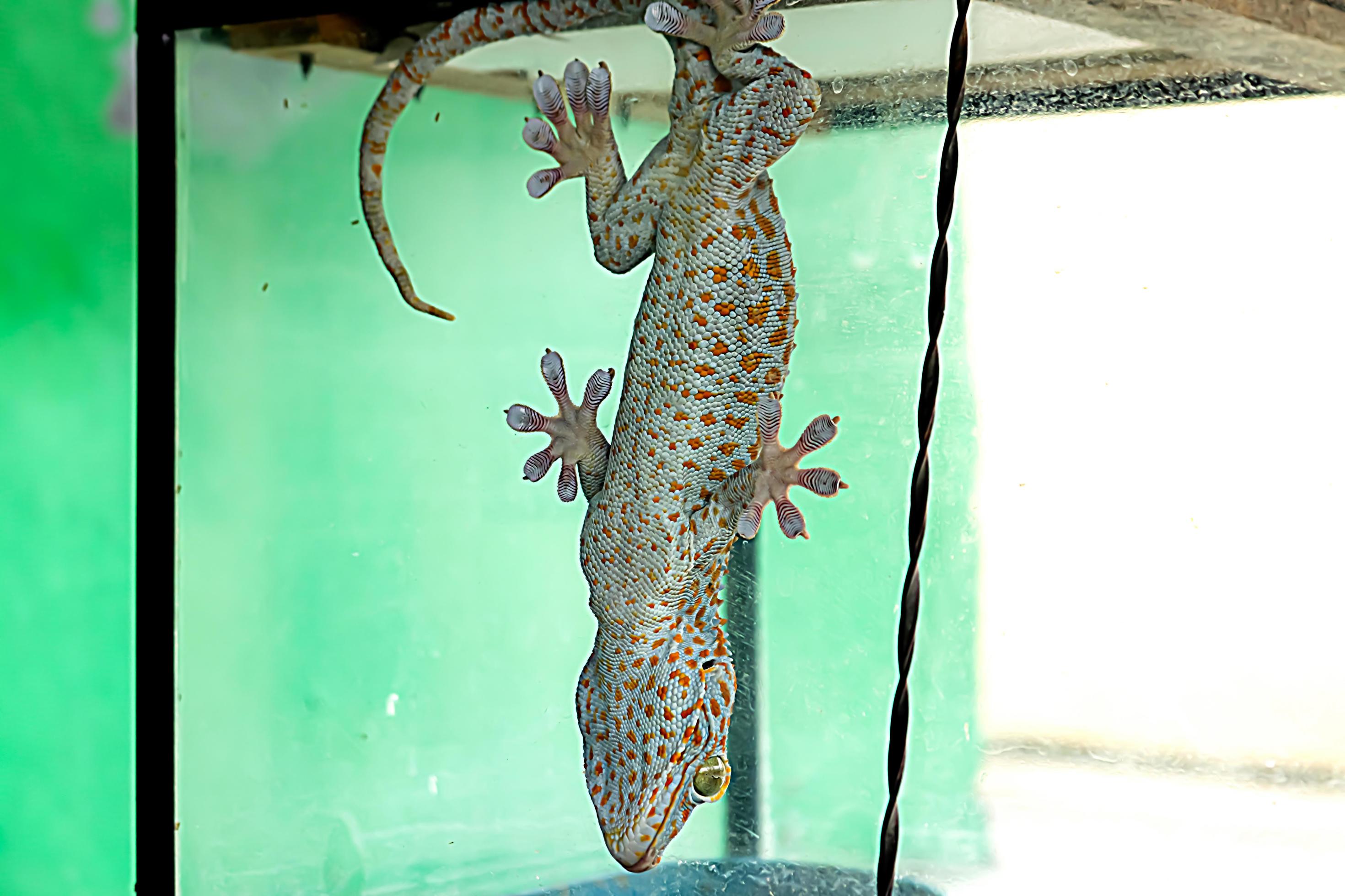 big gecko lizard lizard family reptile animal on the roof of the house Stock Free