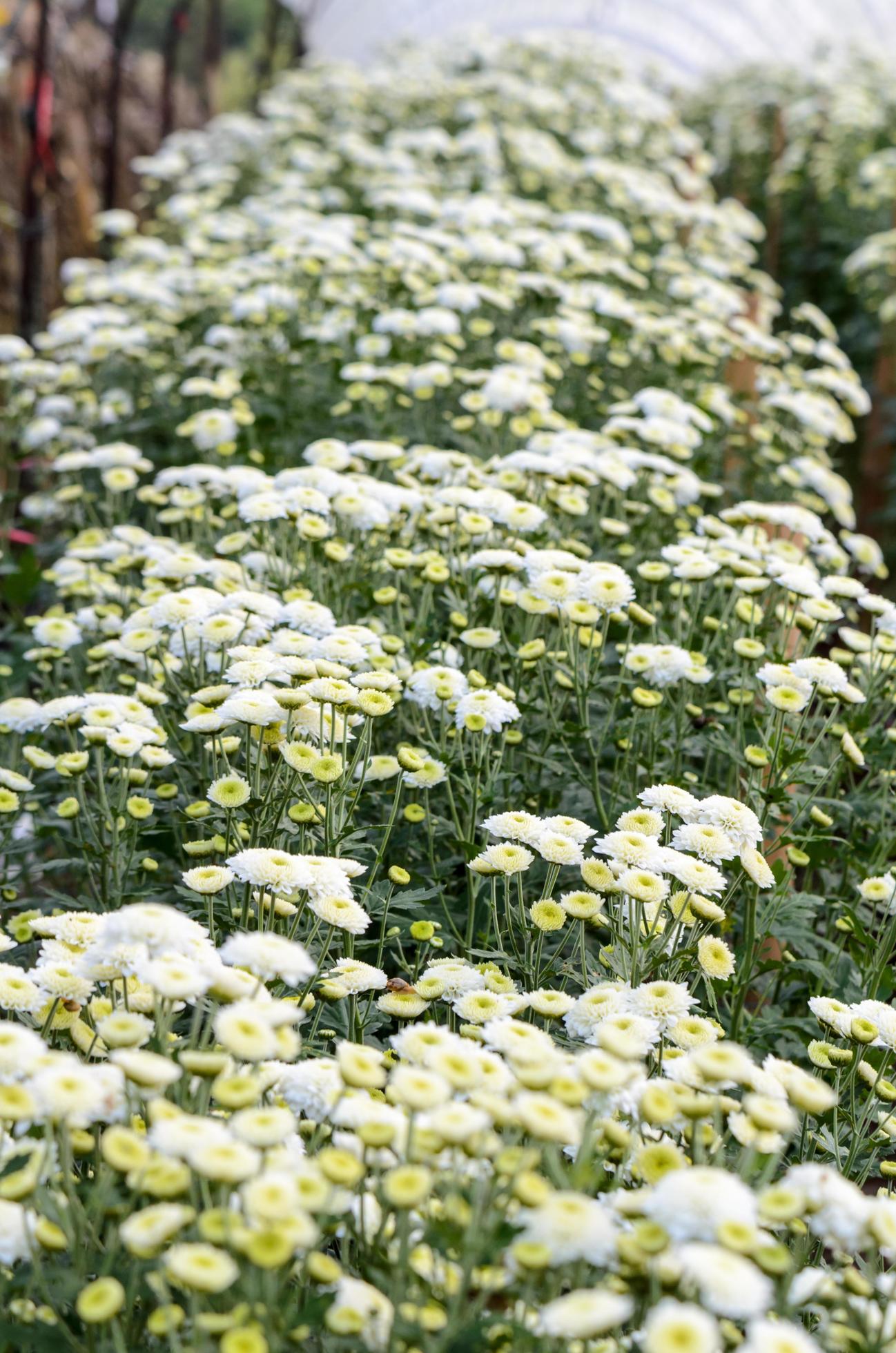 White Chrysanthemum Morifolium flowers farms Stock Free