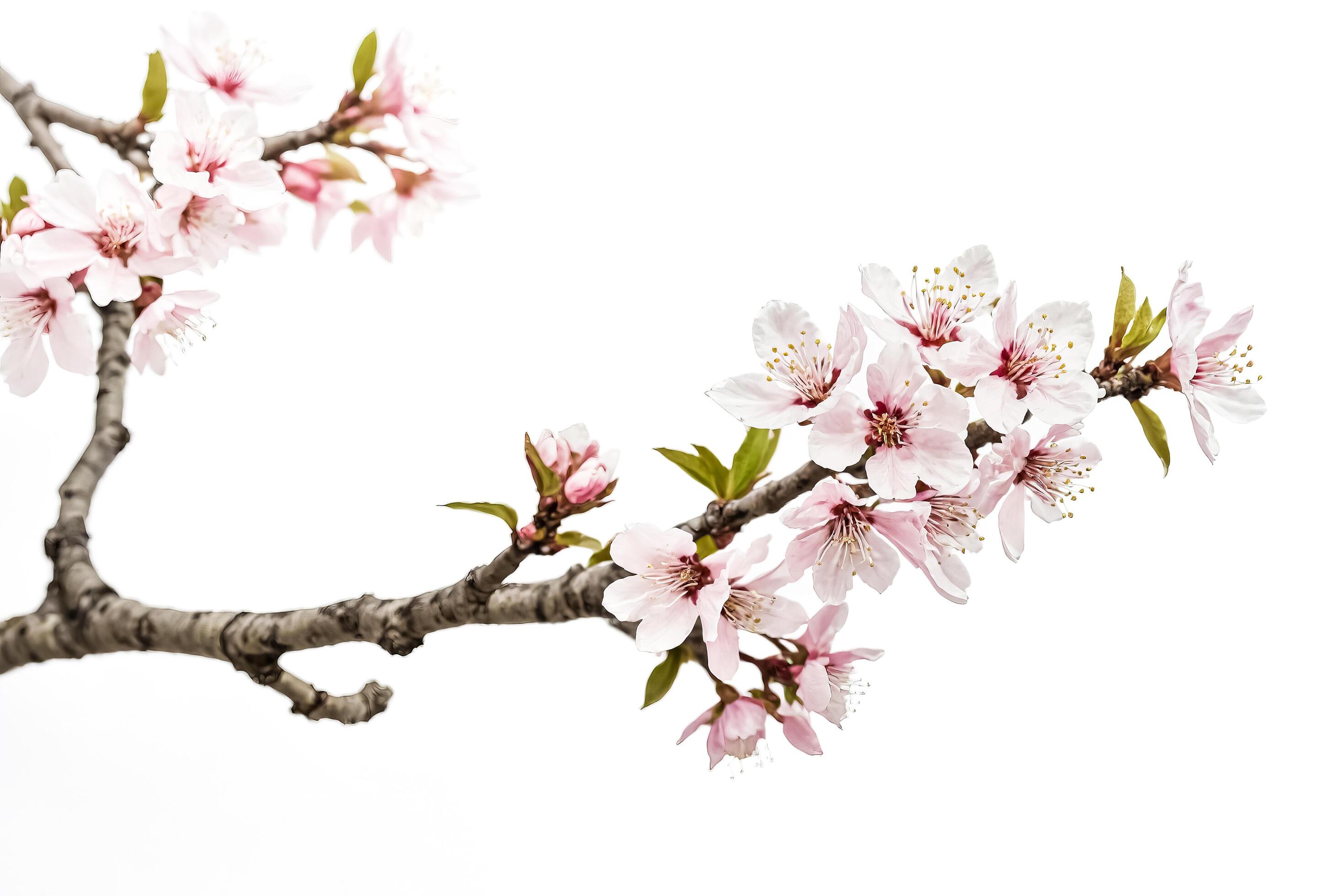 Delicate Pink Cherry Blossoms Branch Isolated on White Background Stock Free