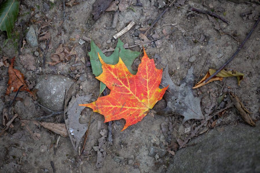 Single Fall Leaf Free Stock HD Photo