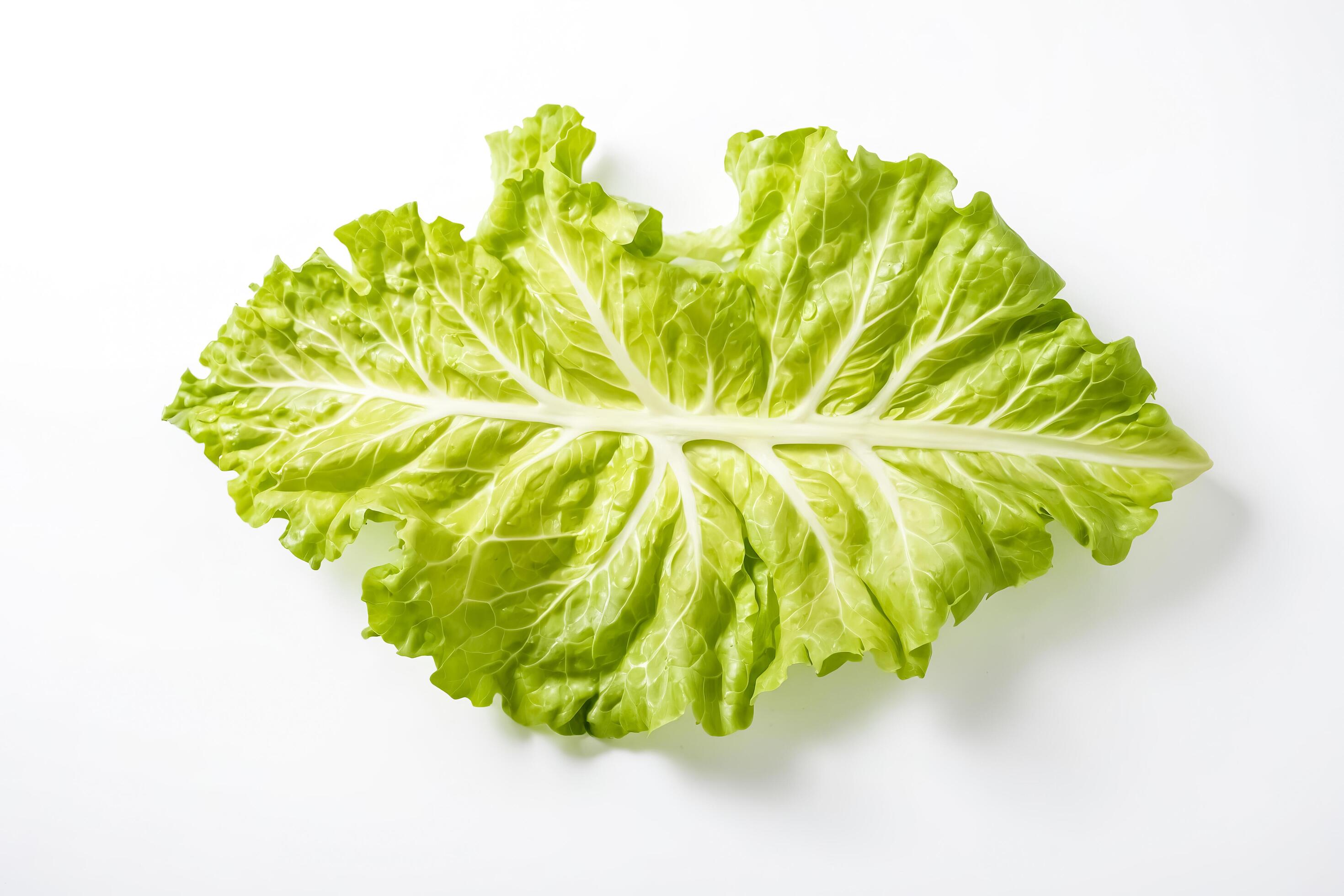 Single Lettuce Leaf Isolated on White Background Stock Free