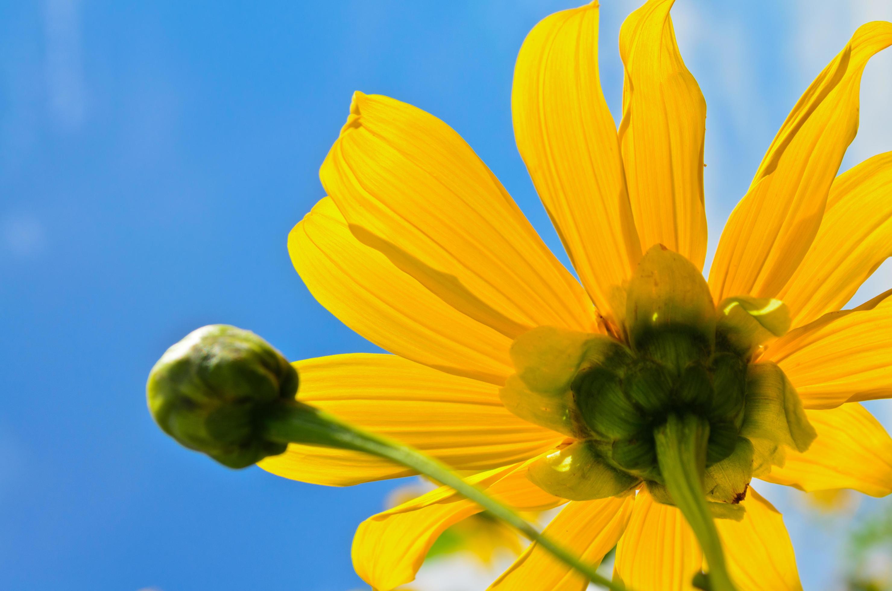 Close up Mexican Sunflower Weed, Flowers are bright yellow Stock Free