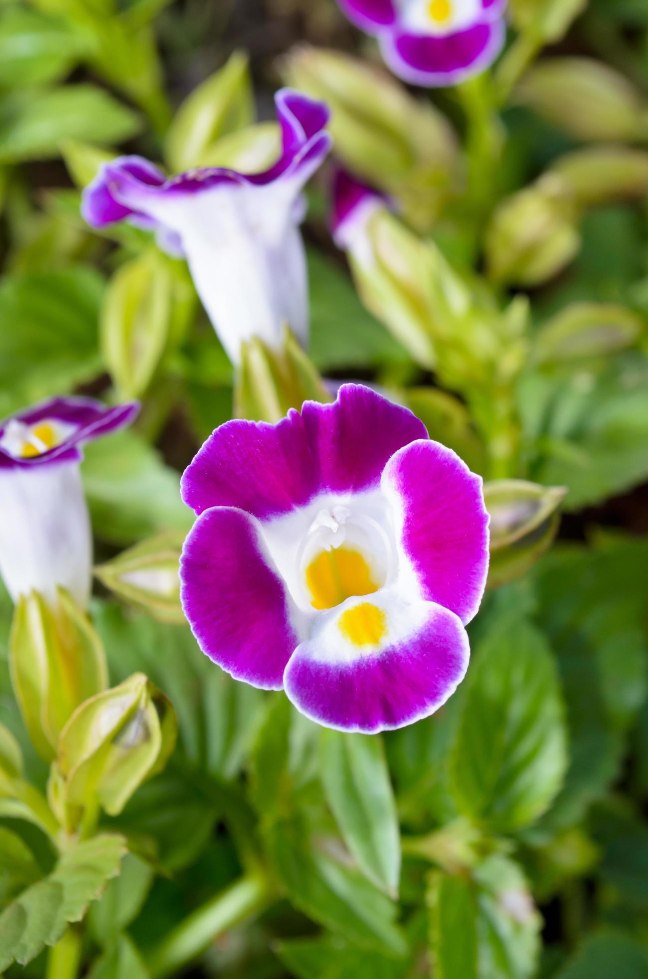 Wishbone Flower, Torenia Fournieri Lindl Stock Free