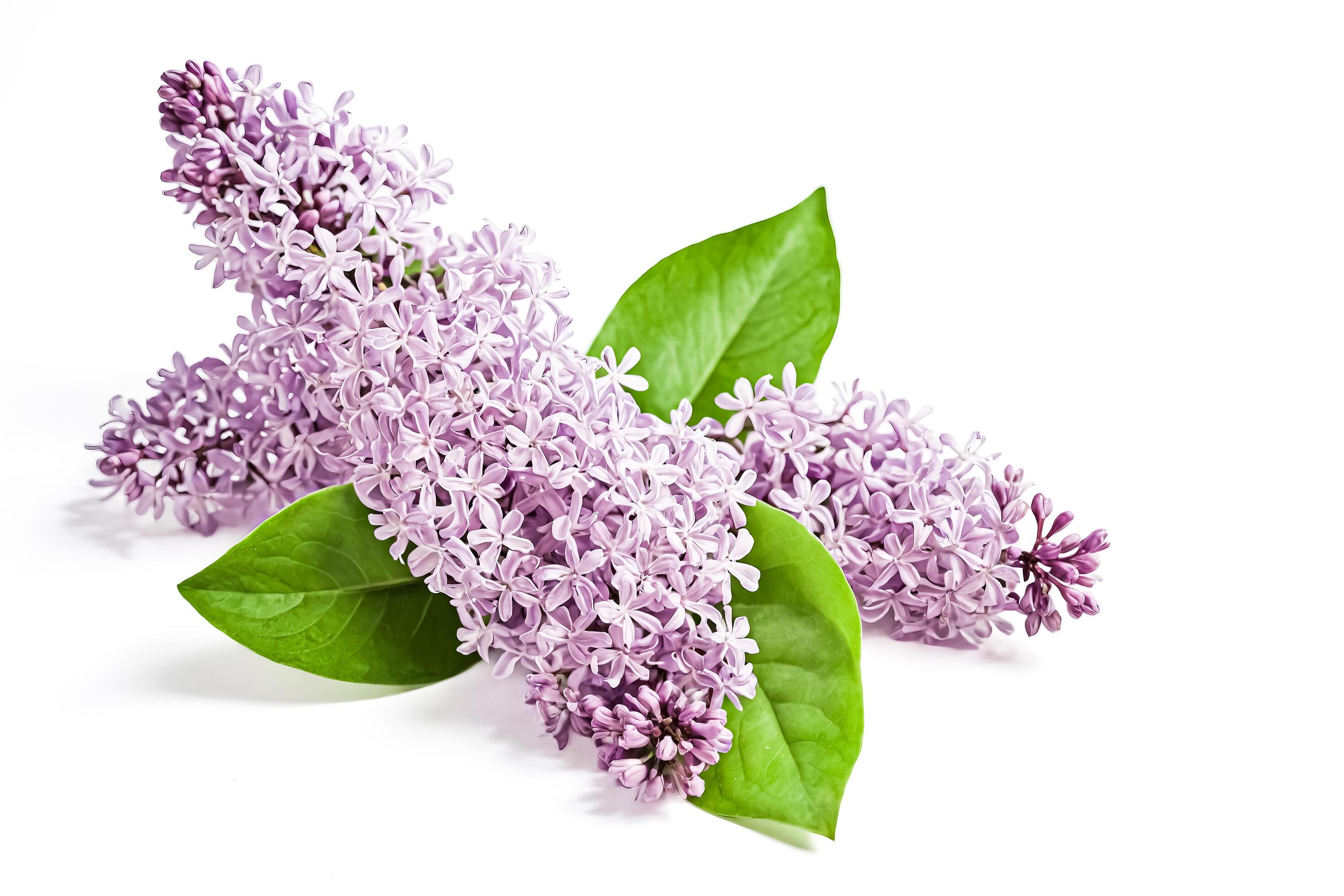 Lilac blossoms with green leaves on a white background Stock Free