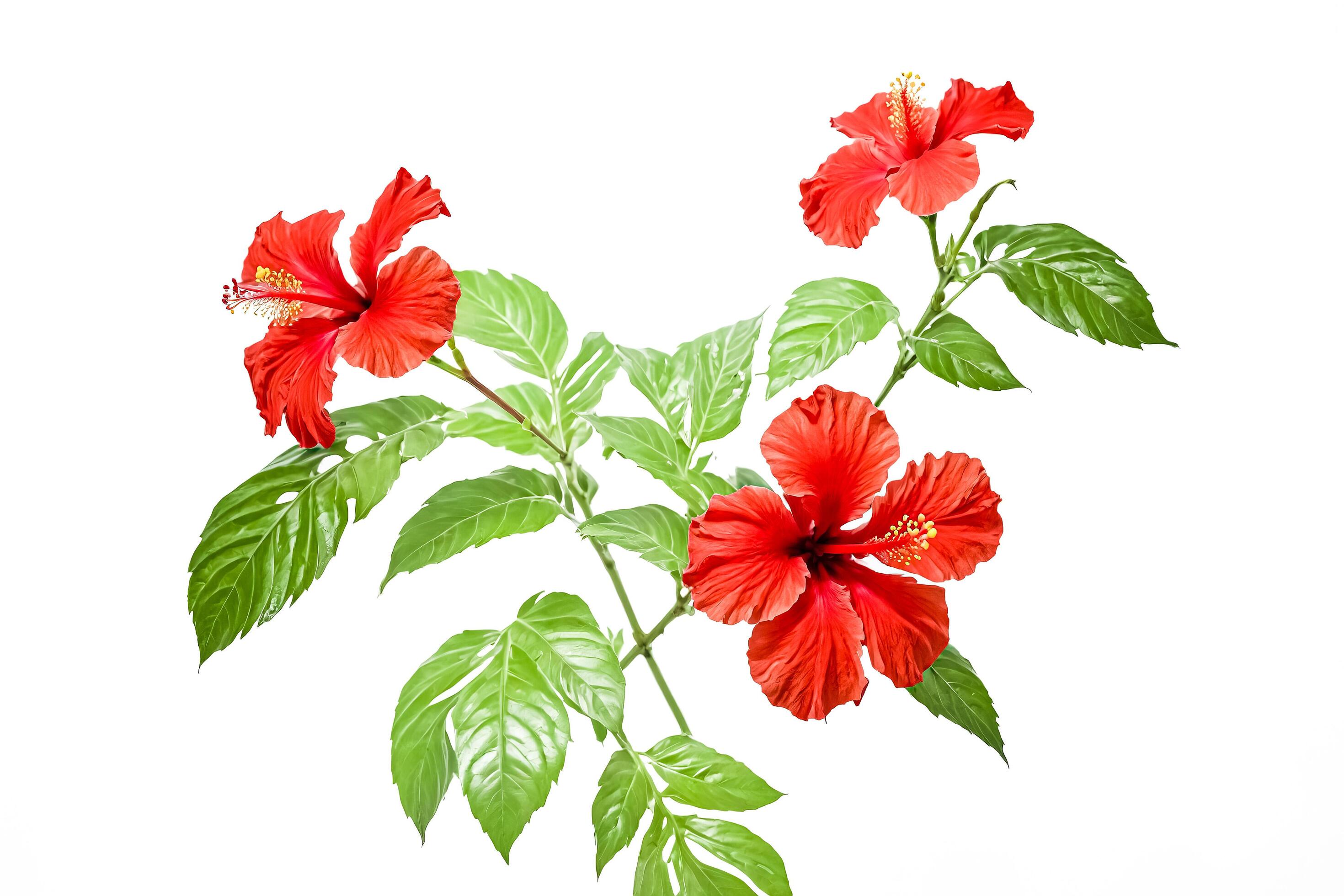 Red Hibiscus Flower with Green Leaves Isolated on White Background Stock Free