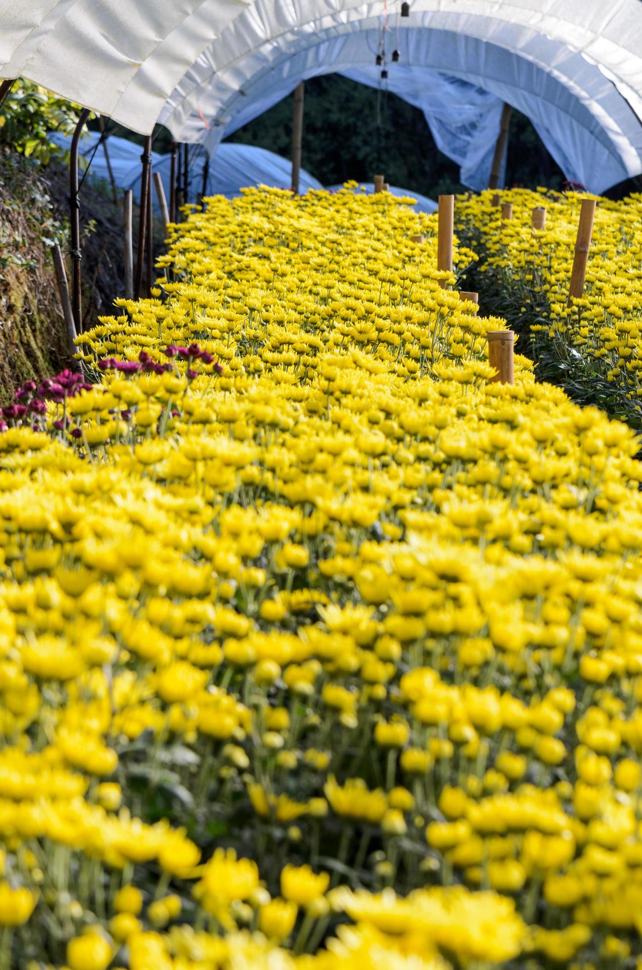 Inside greenhouse of yellow Chrysanthemum flowers farms Stock Free