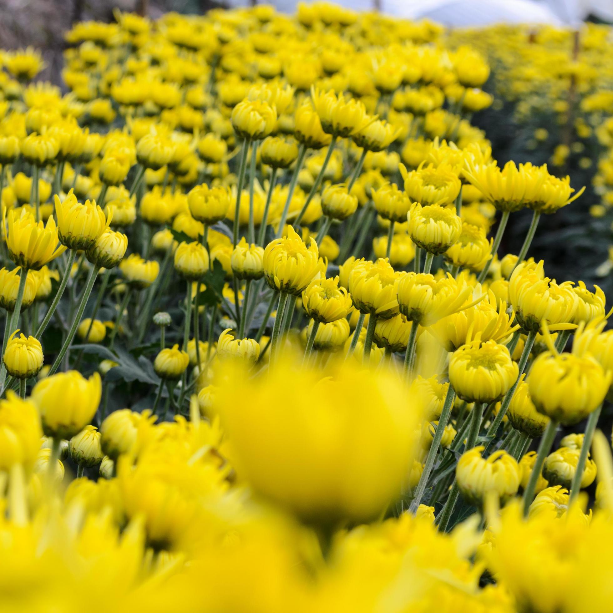 
									Close up yellow Chrysanthemum flowers in garden Stock Free