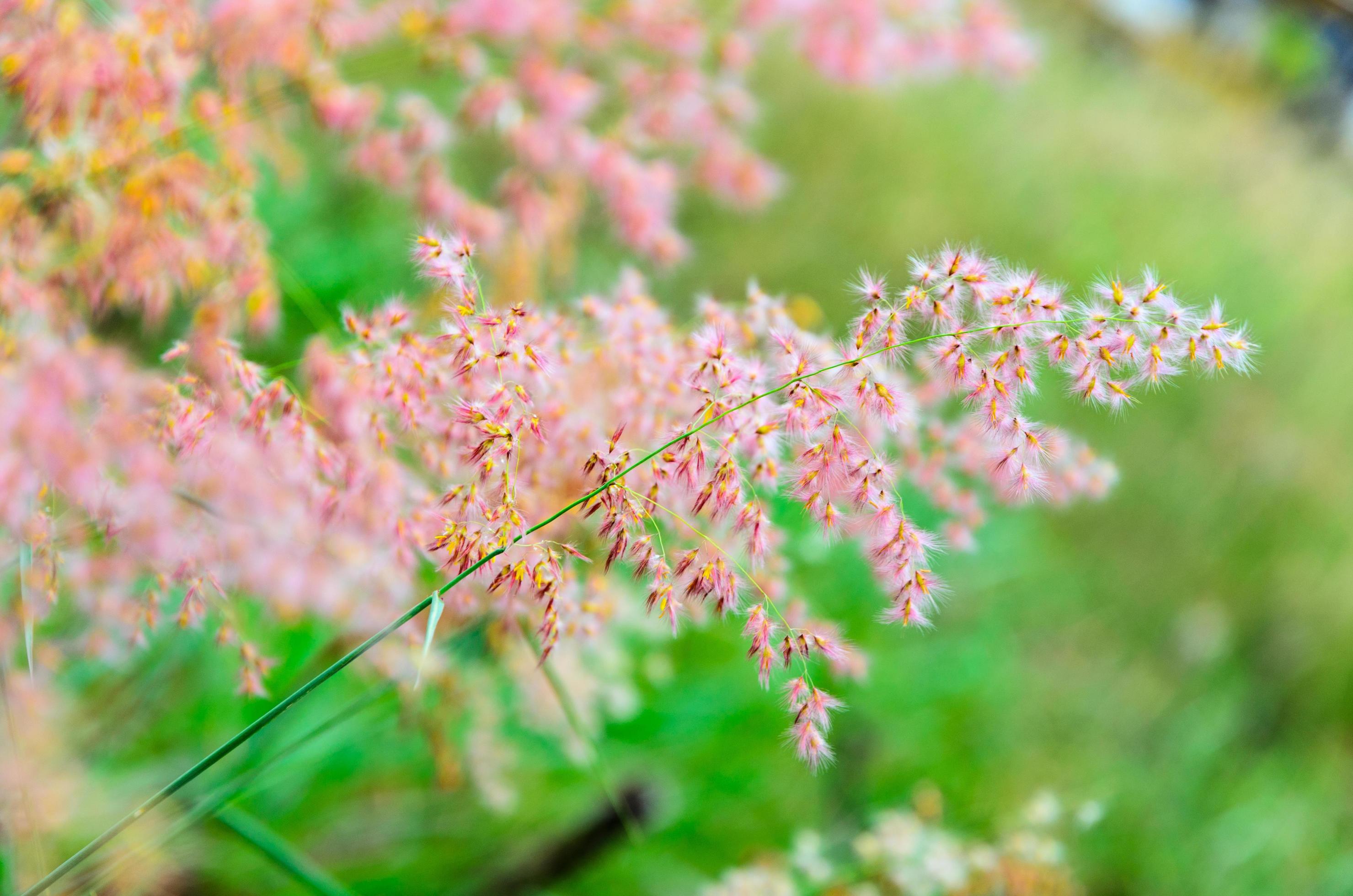 Pink flower of grass Stock Free