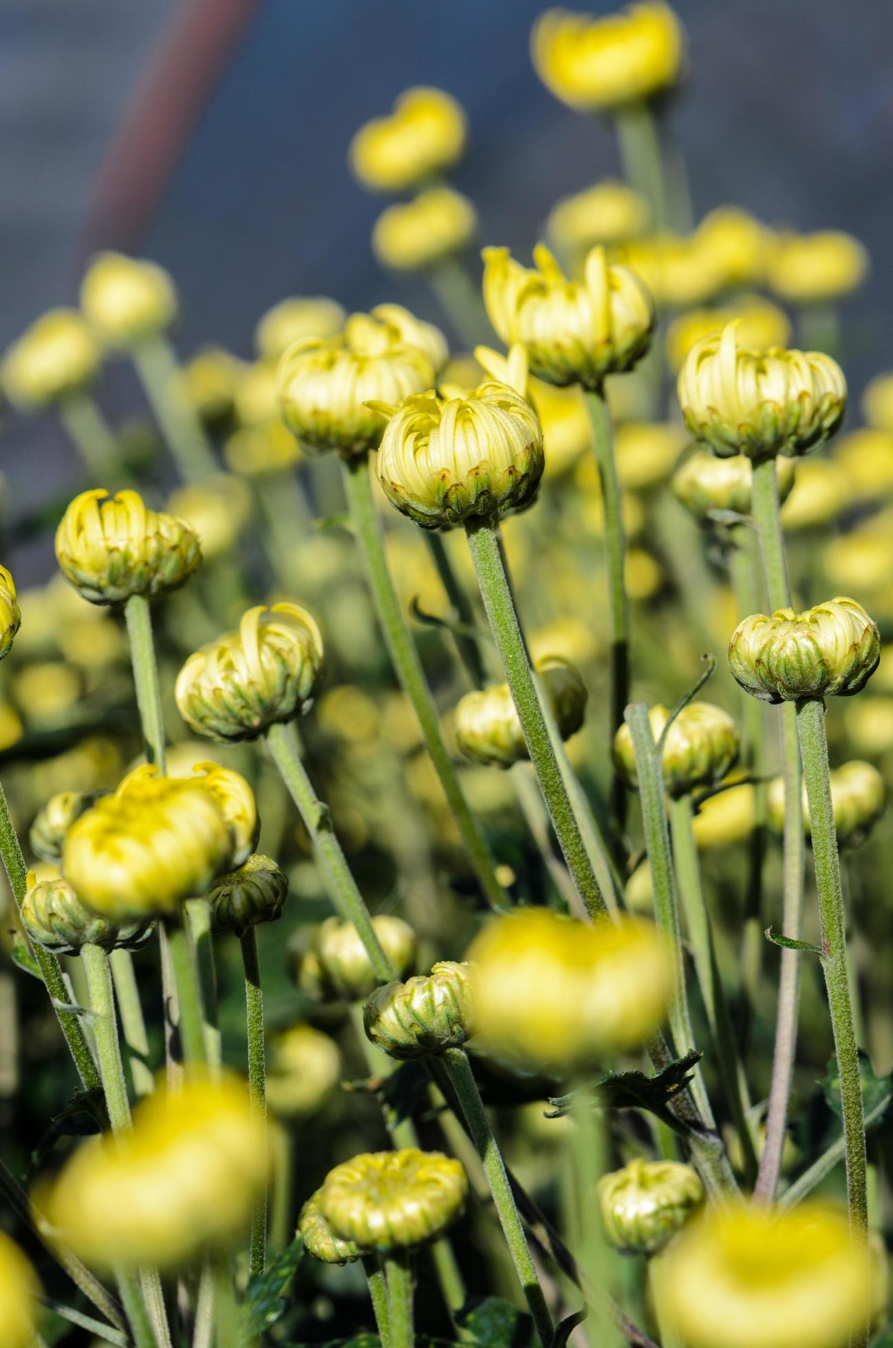 Buds of yellow Chrysanthemum Morifolium flowers in the garden Stock Free