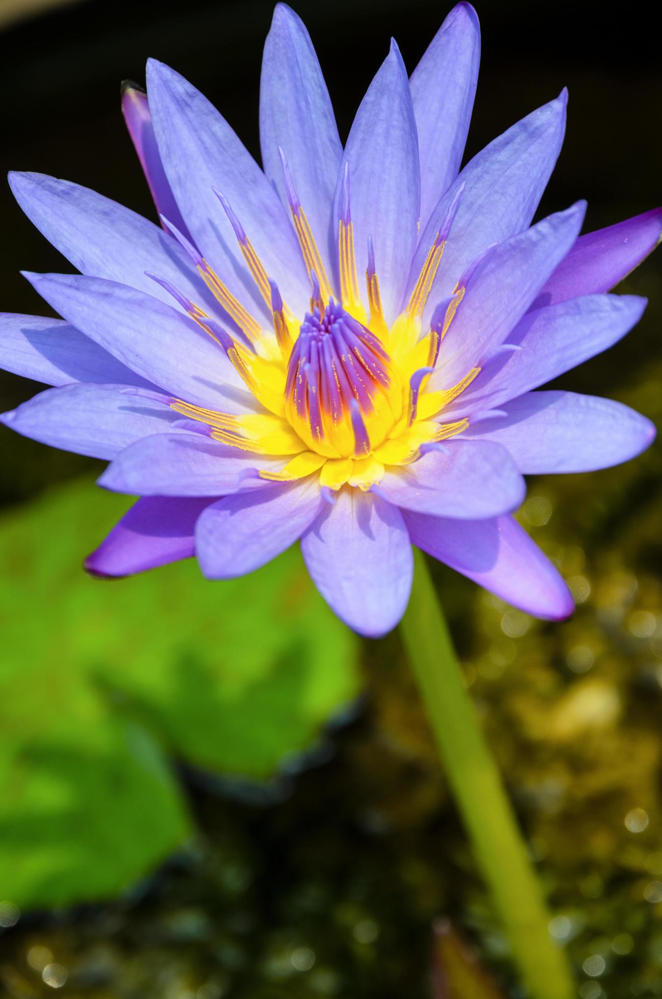 Purple Lotus flower, Nymphaea Nouchali Stock Free