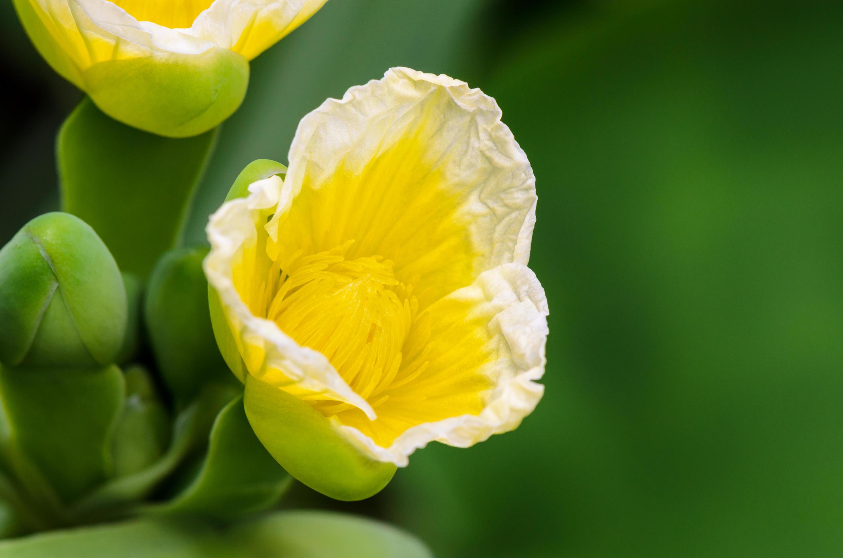 Yellow flower of Limnocharis flava Stock Free