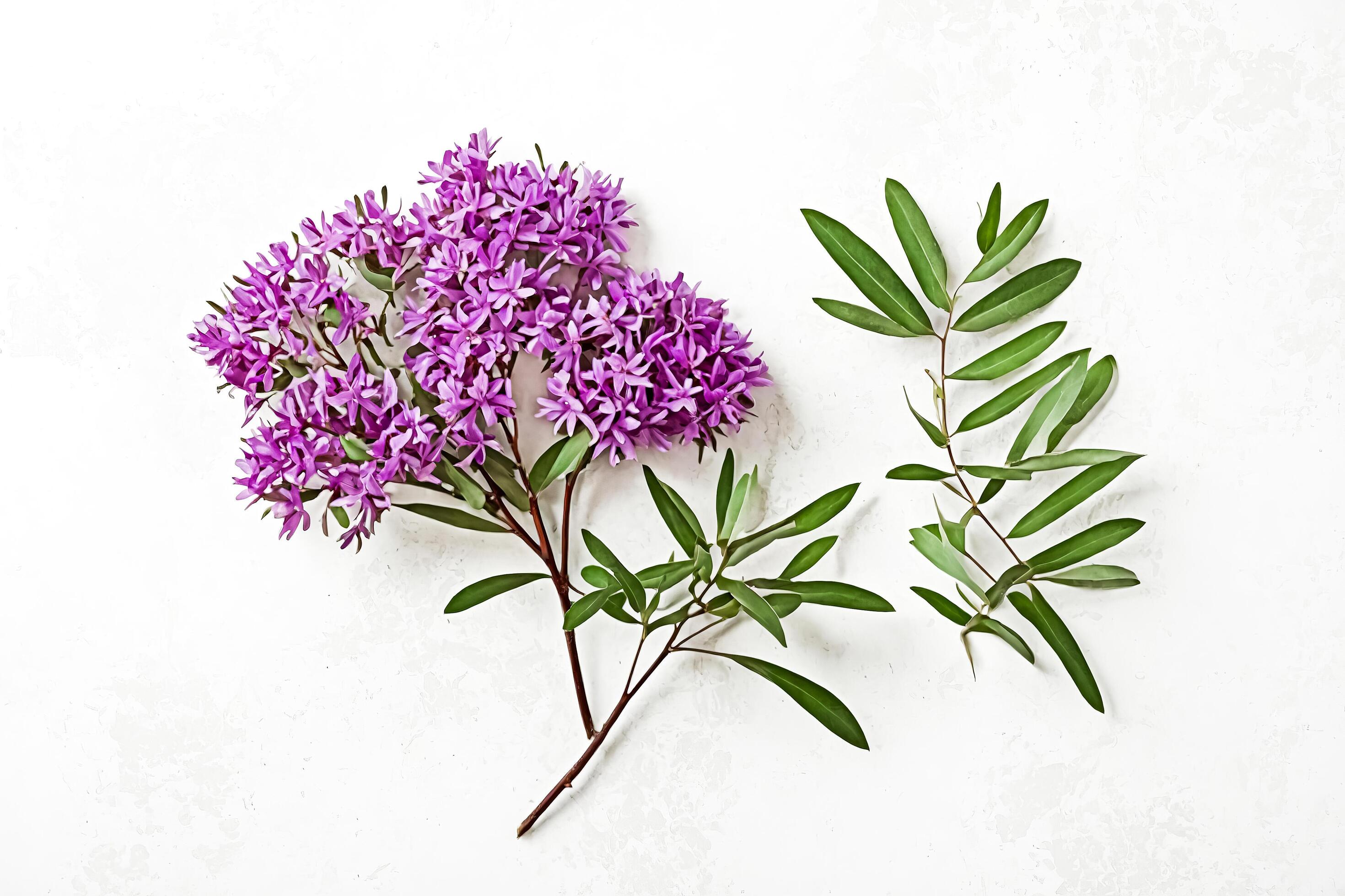 Purple Flowers and Green Leaves on a White Background Stock Free