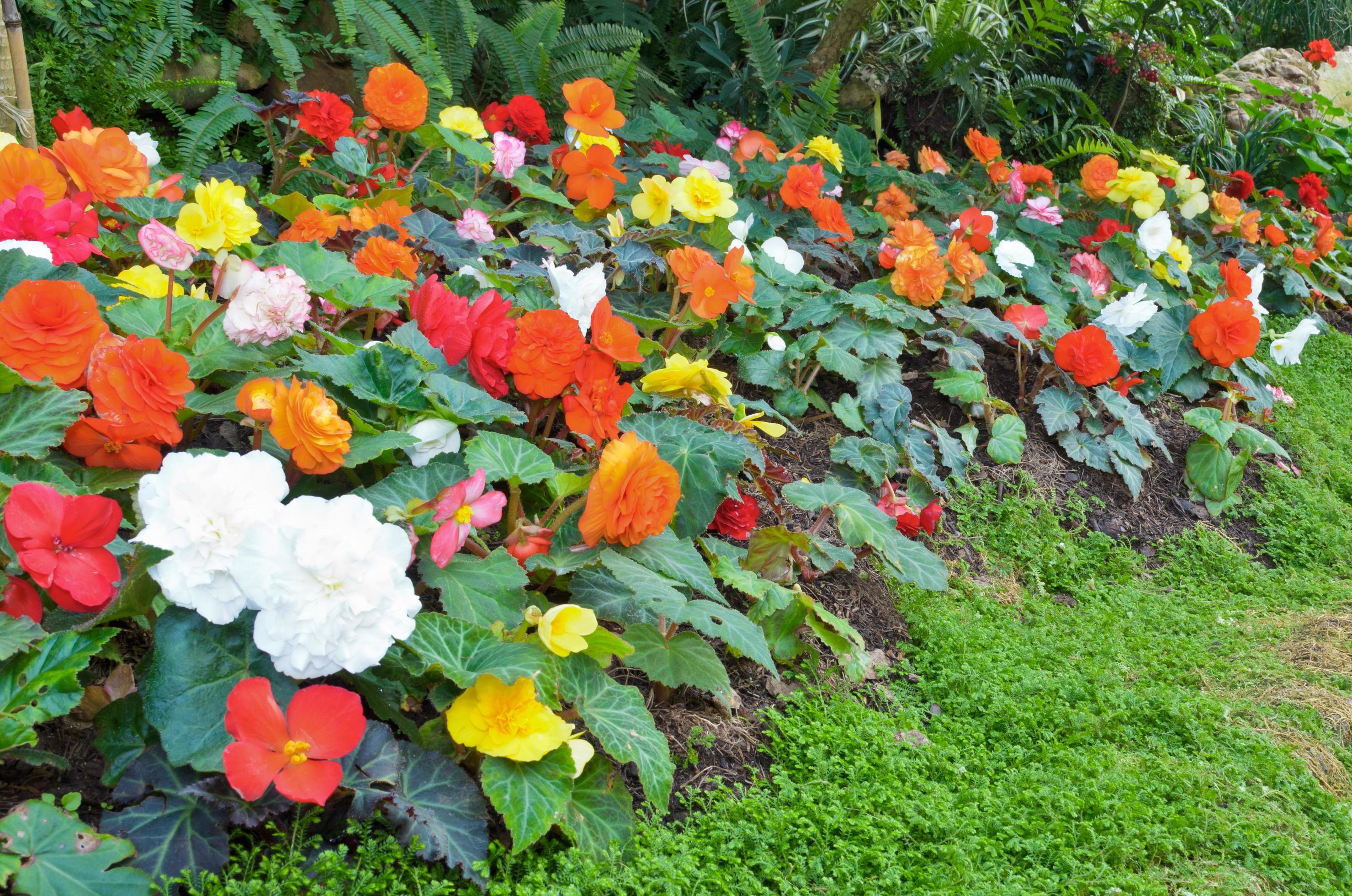 Begonia flower Garden Stock Free