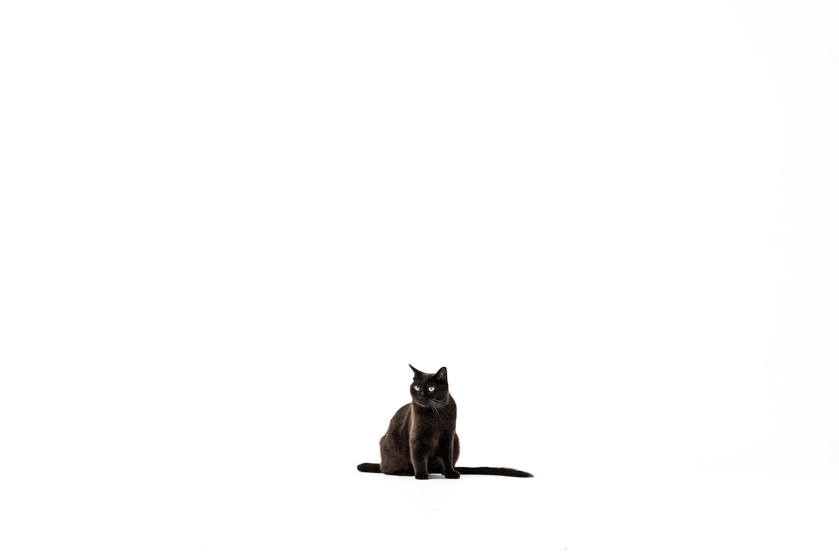 Black cat sitting on white background Stock Free