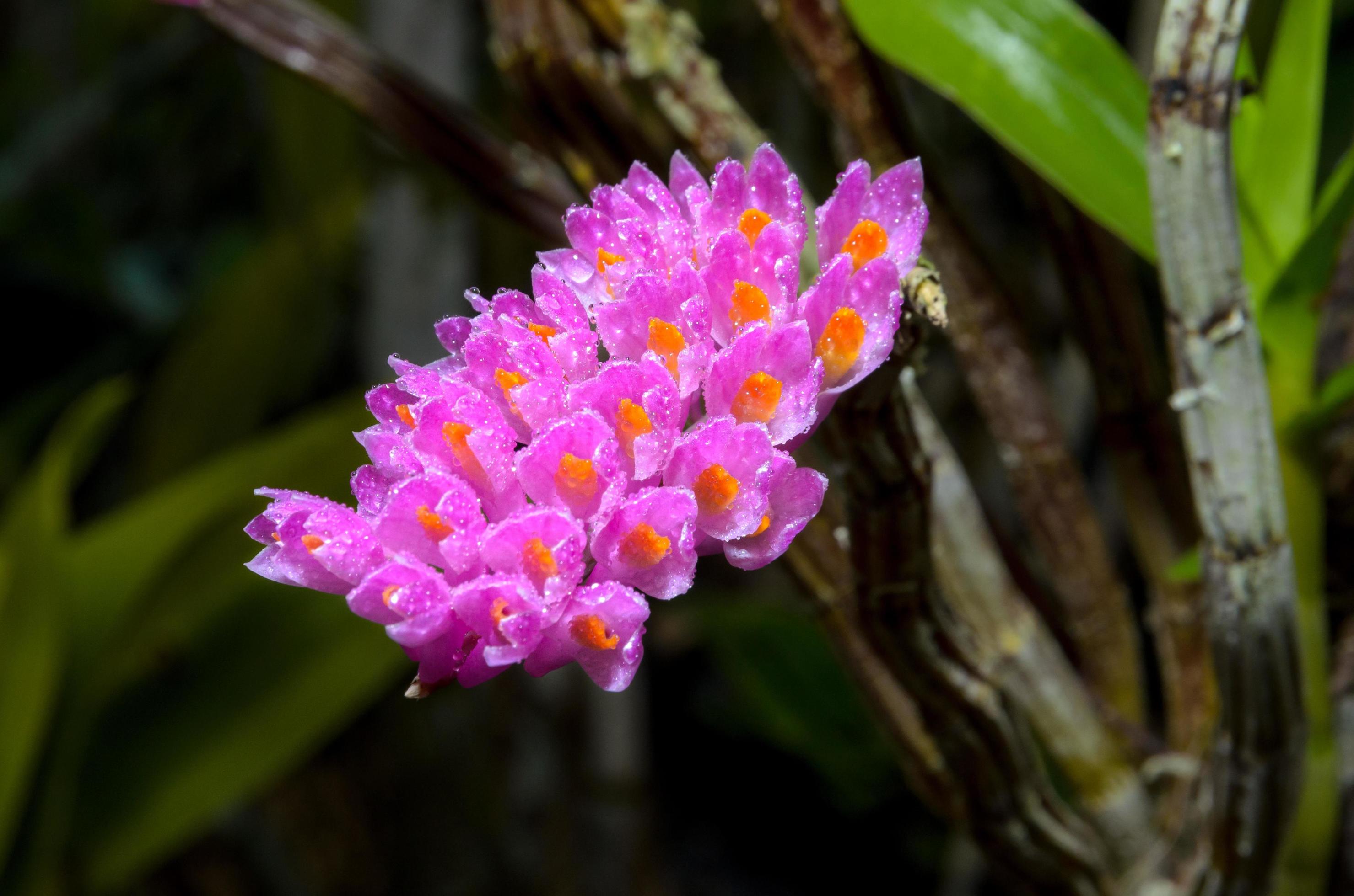 Pink Toothbrush Orchid flower Stock Free