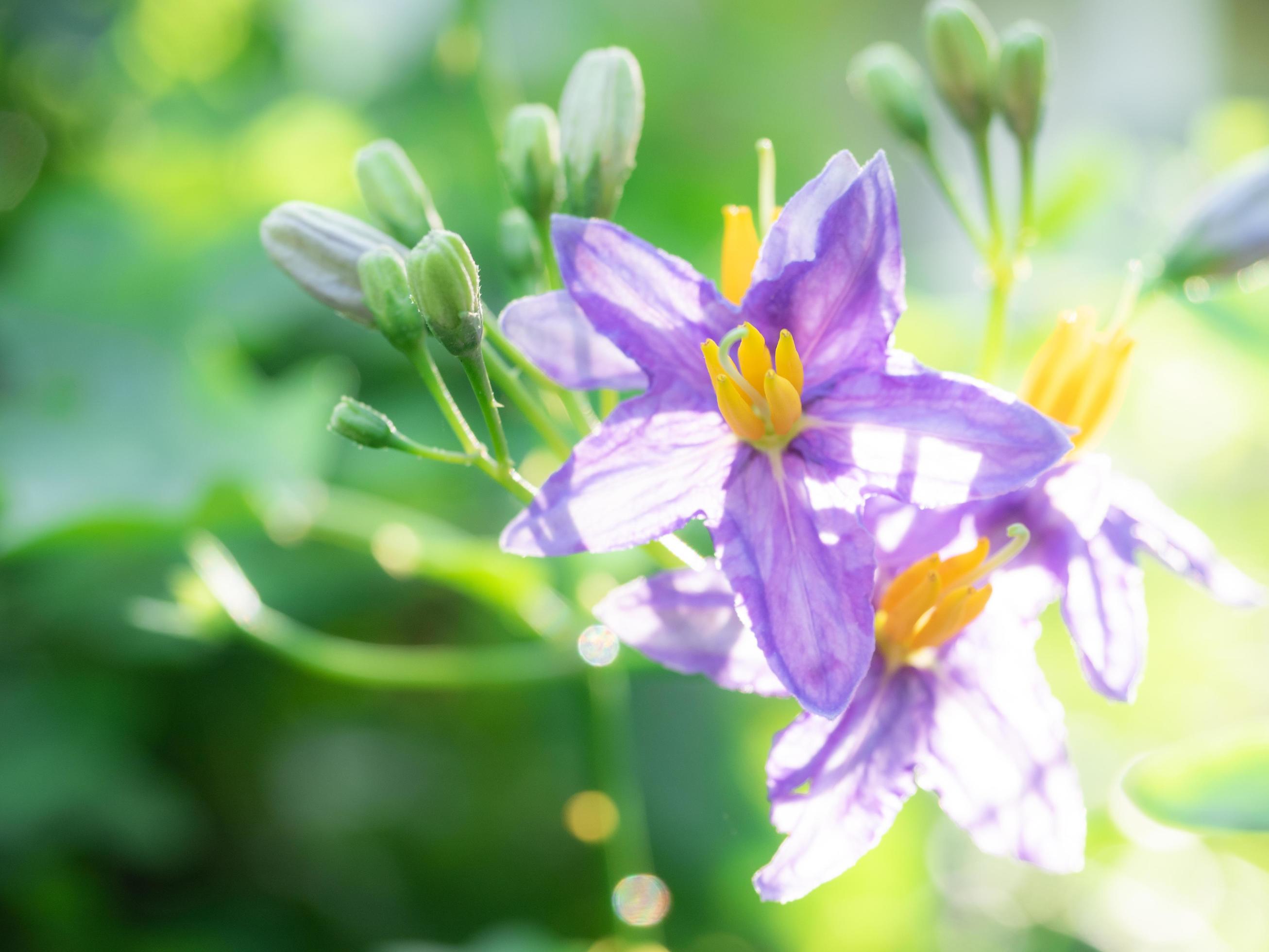 Closeup beautiful purple flowers with the blur green nature background and sunlight bright floral Stock Free