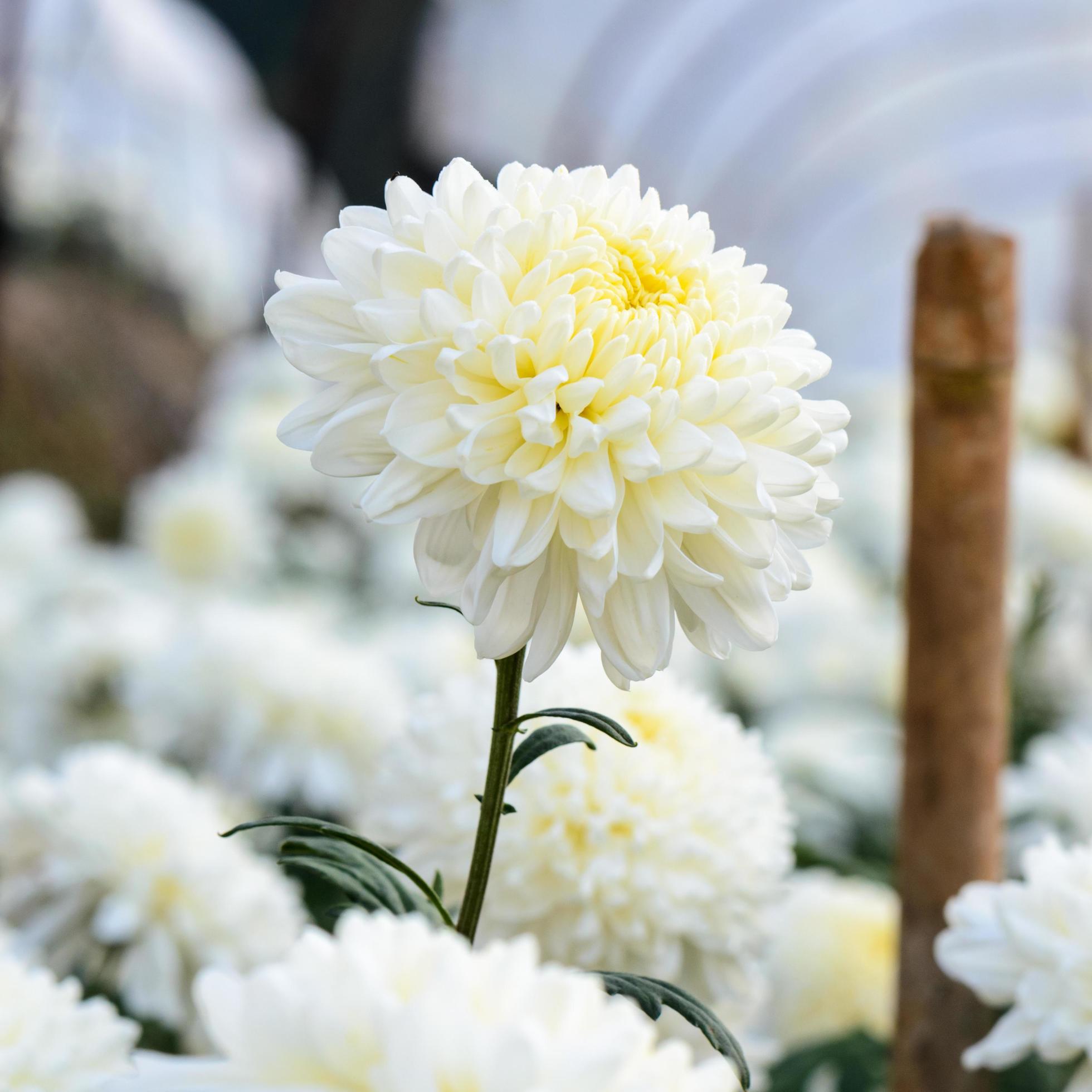 White Chrysanthemum Morifolium flowers in garden Stock Free