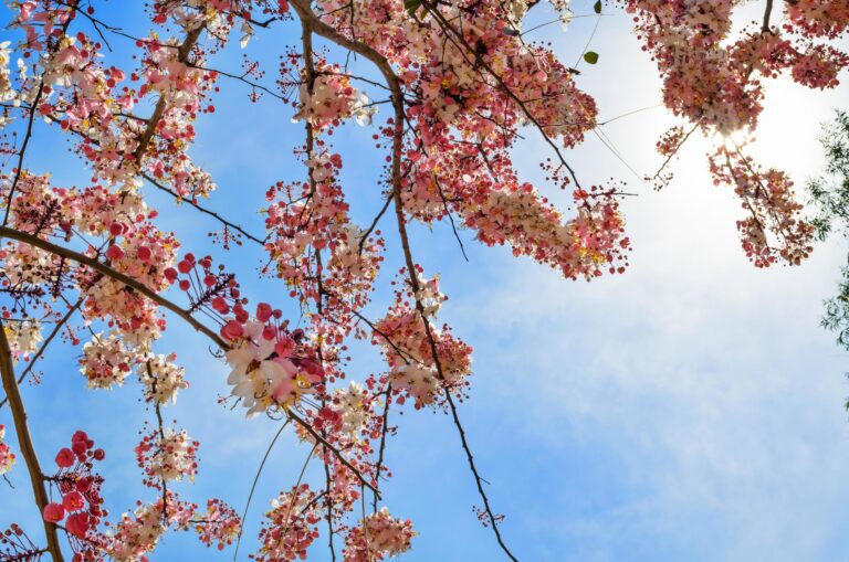 pink-flowering-tree-similar-sakura-free-photo