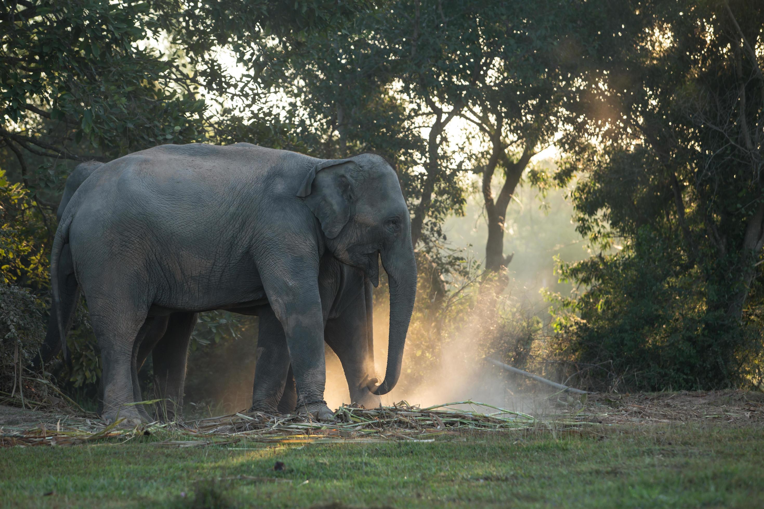 Asia elephant in surin,Thailand Stock Free