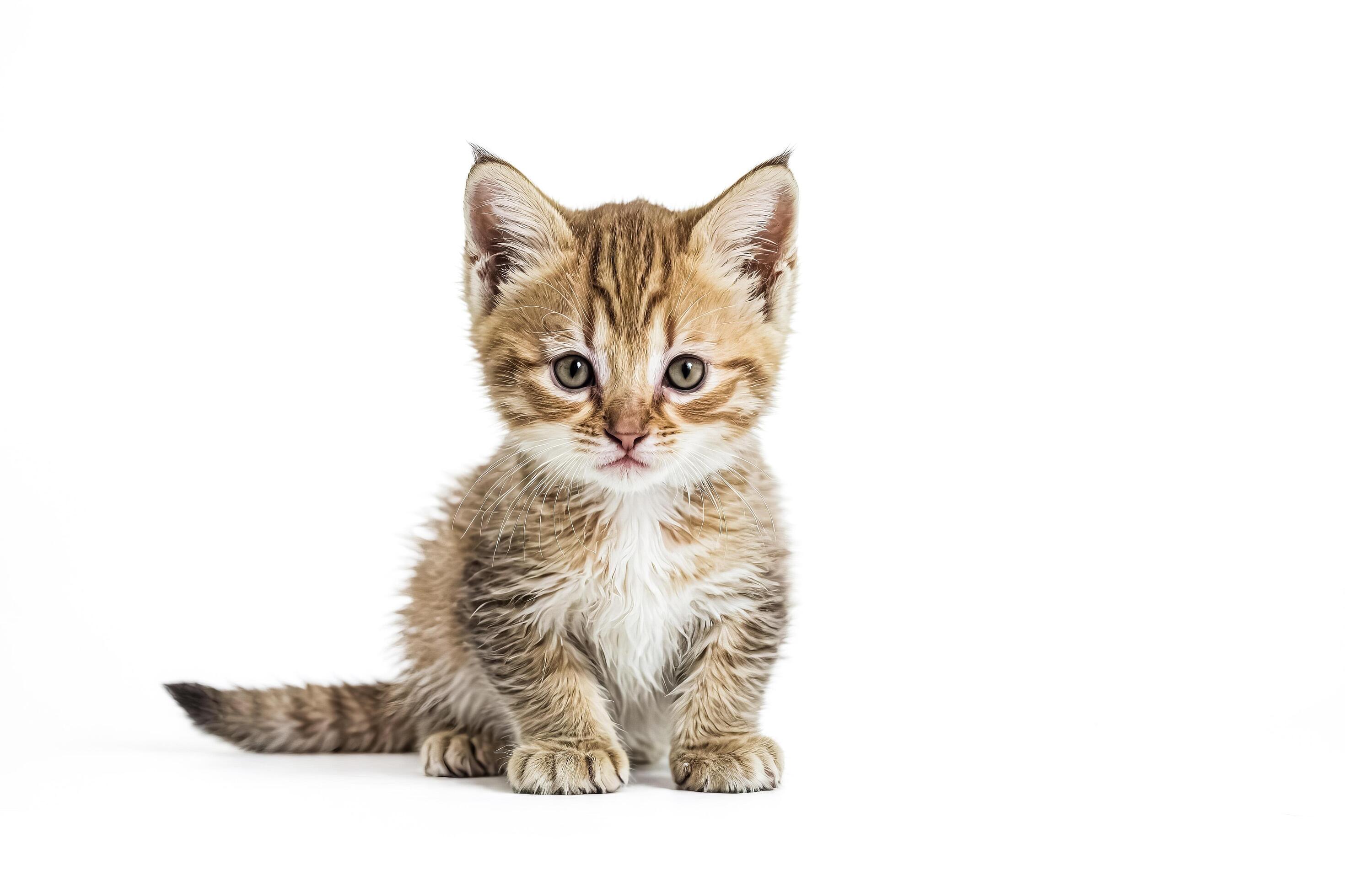 Cute Tabby Kitten Sitting on White Background Stock Free