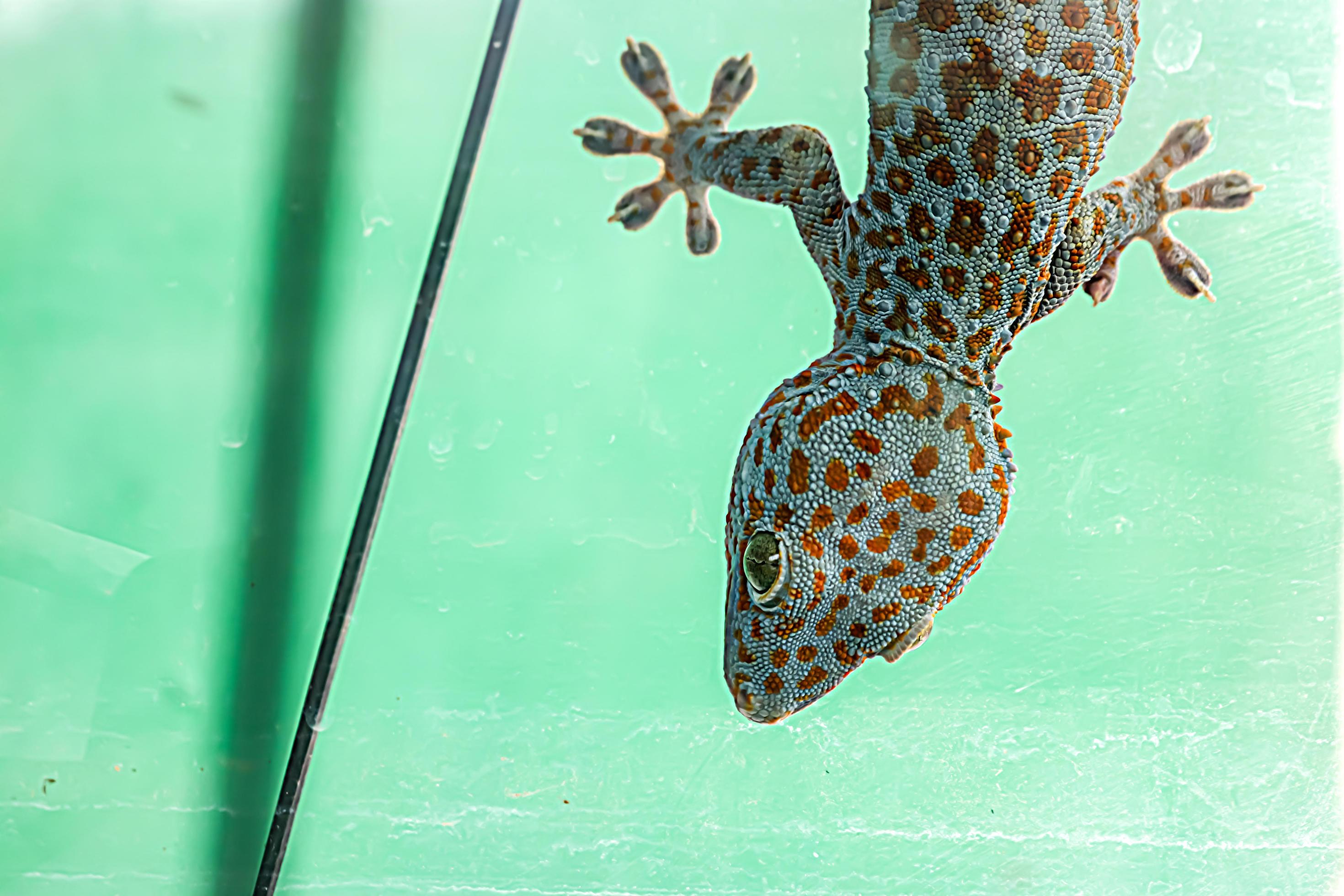 big gecko lizard lizard family reptile animal on the roof of the house Stock Free