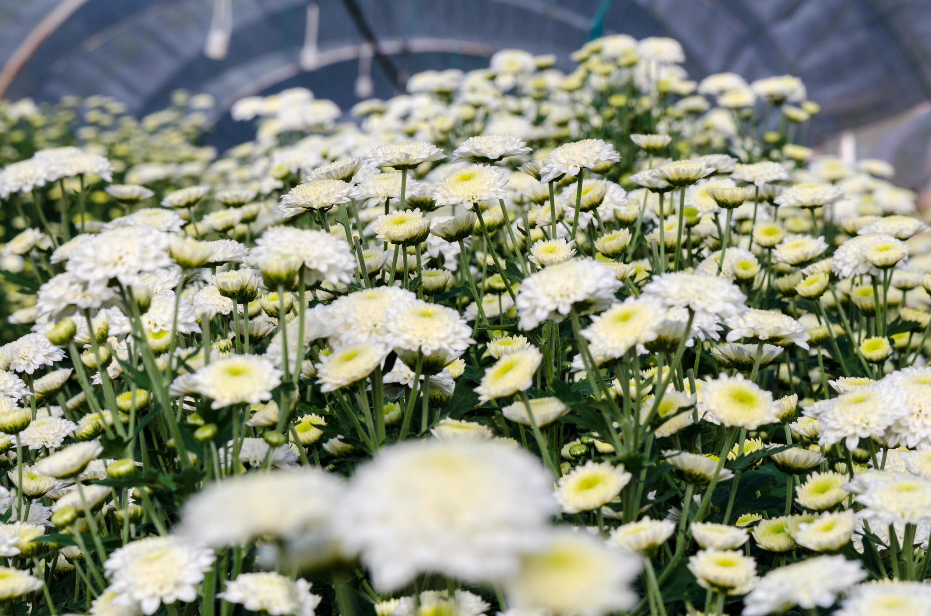 White Chrysanthemum Morifolium flowers garden Stock Free