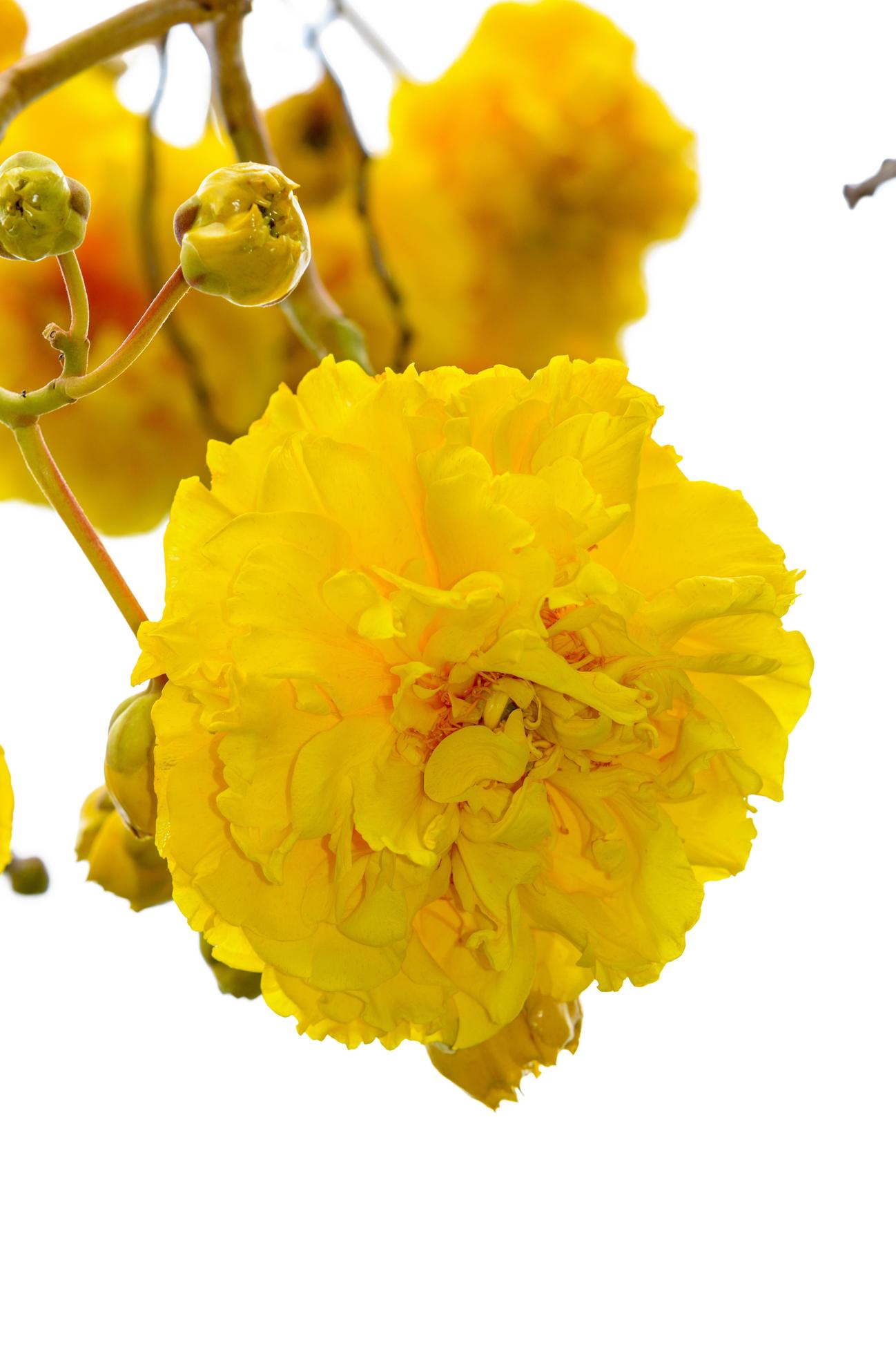 Yellow flowers of Cochlospermum Regium on white background Stock Free