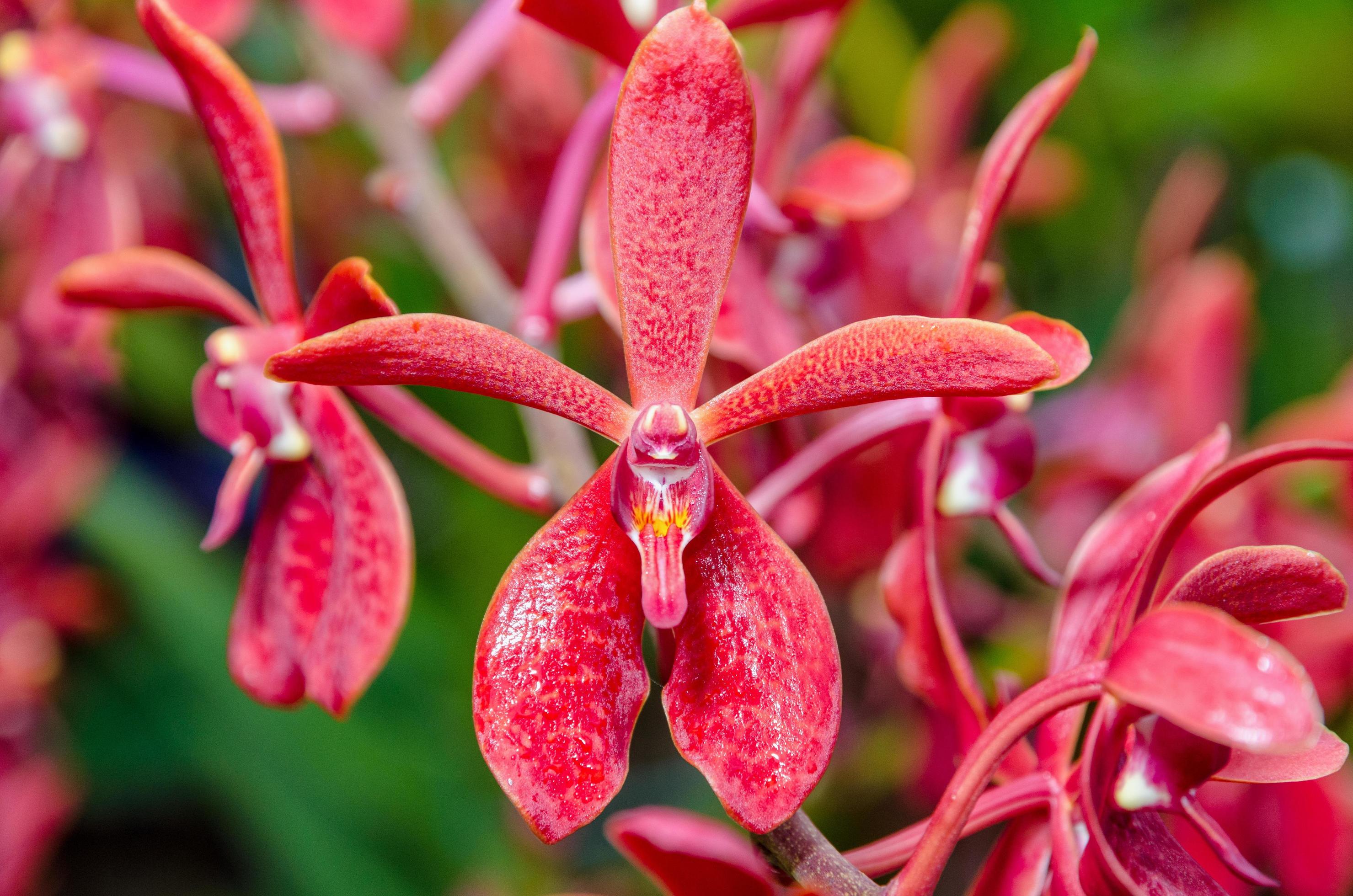 Close-up red orchid flowers Stock Free