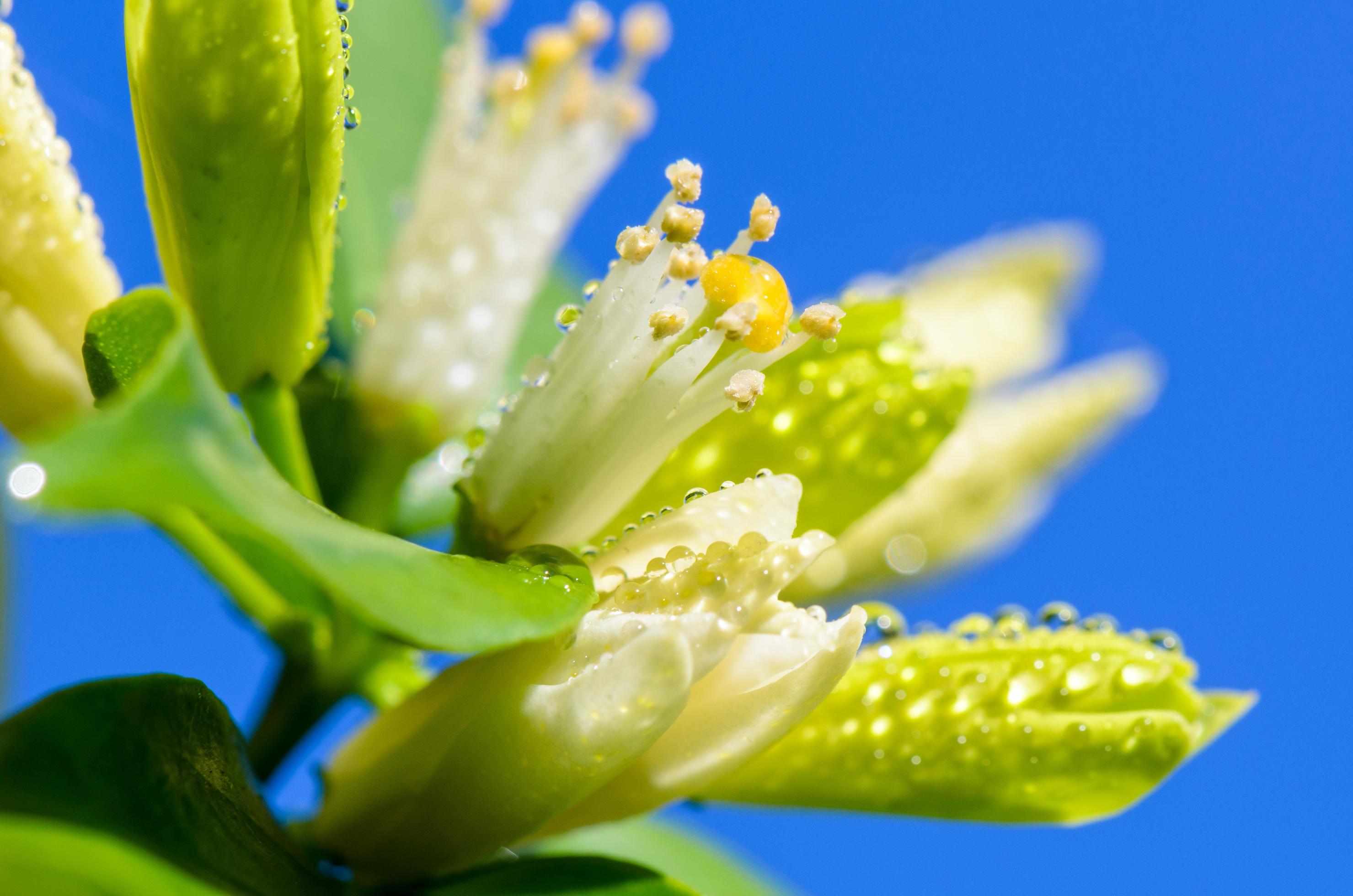 White flowers of Murraya paniculata Stock Free