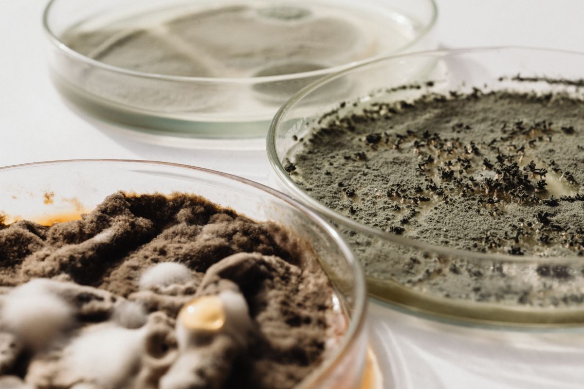 
									Different types of mold grown in Petri Dish – Home DIY lab – Bacterial Culture Stock Free