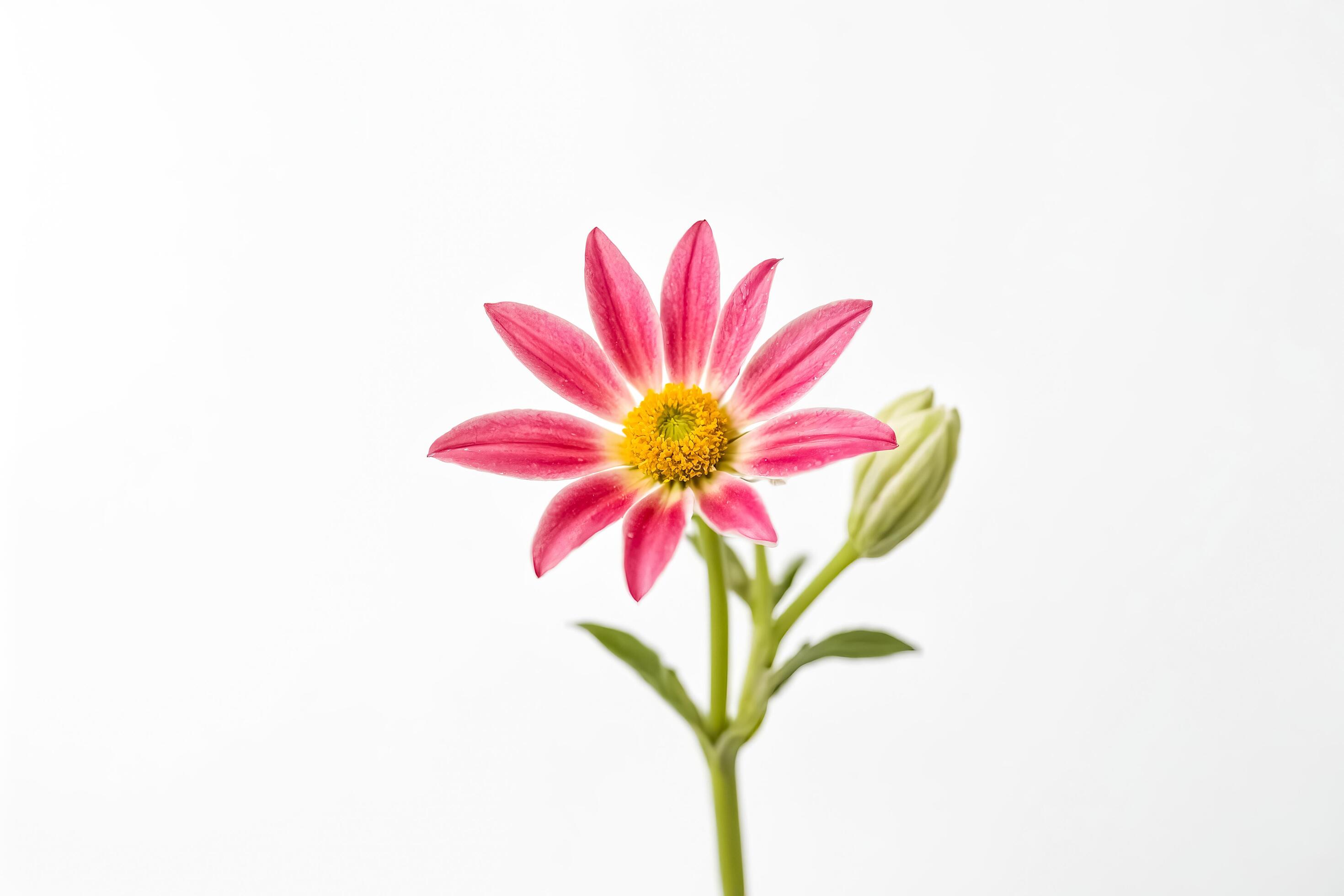 Pink Flower with Yellow Center on White Background Stock Free