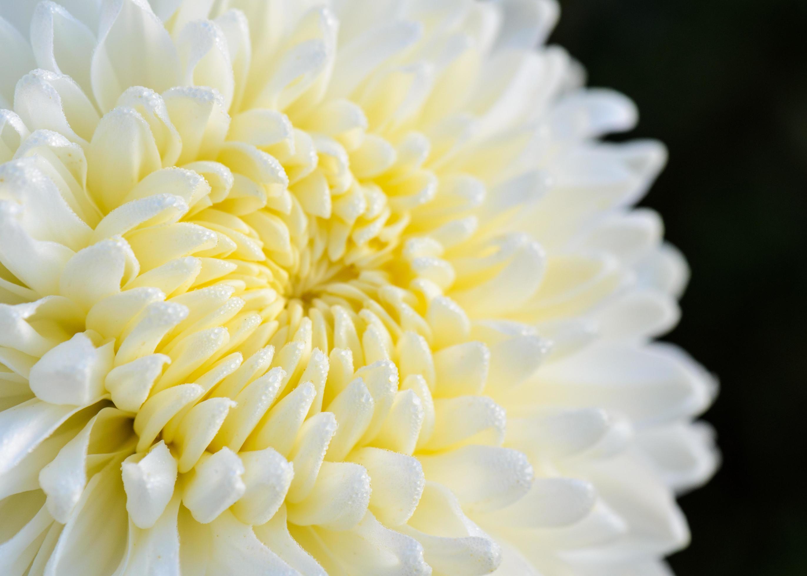 
									Close up white Chrysanthemum Morifolium flower Stock Free