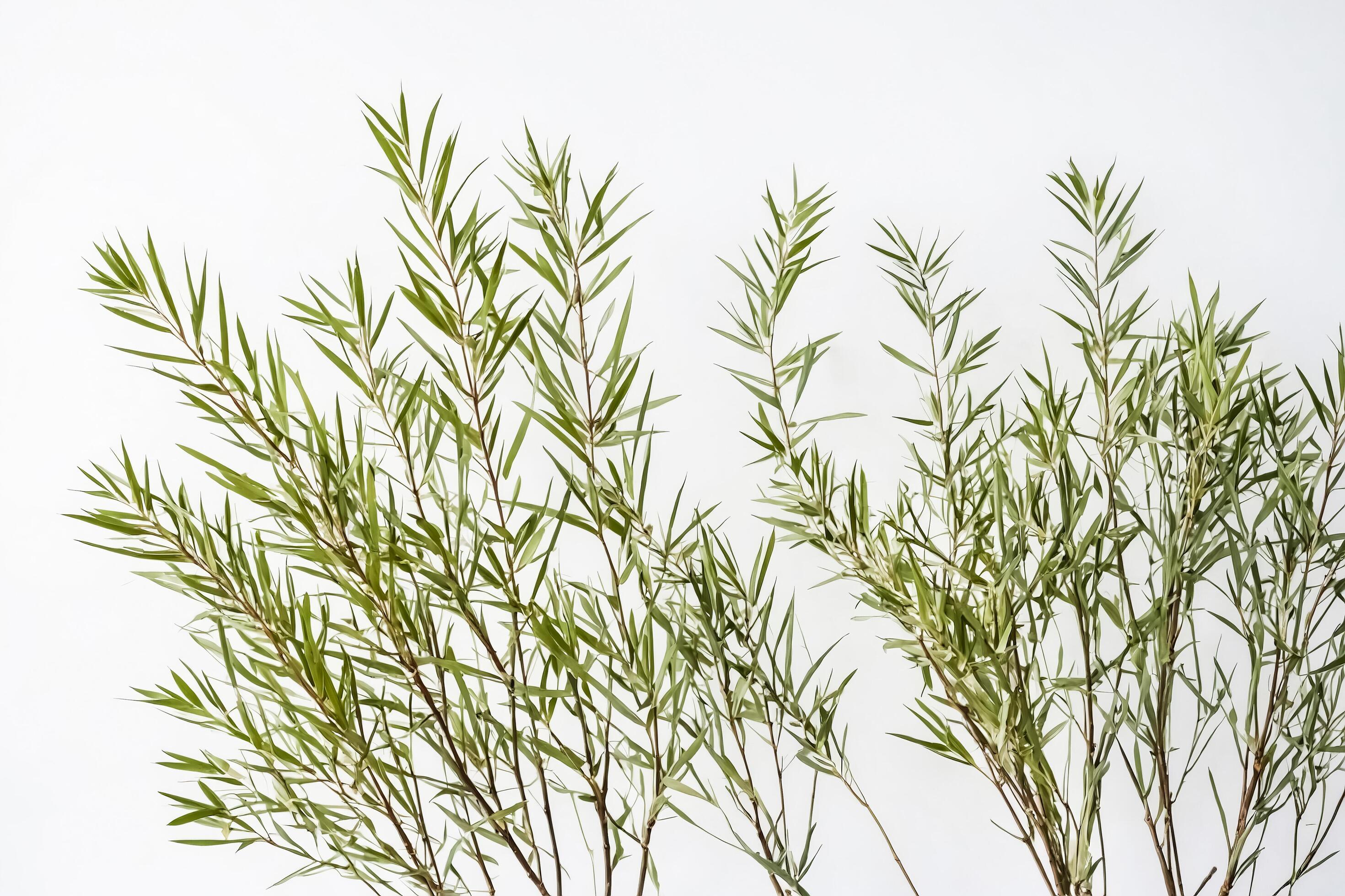 Green Branches on White Background Stock Free