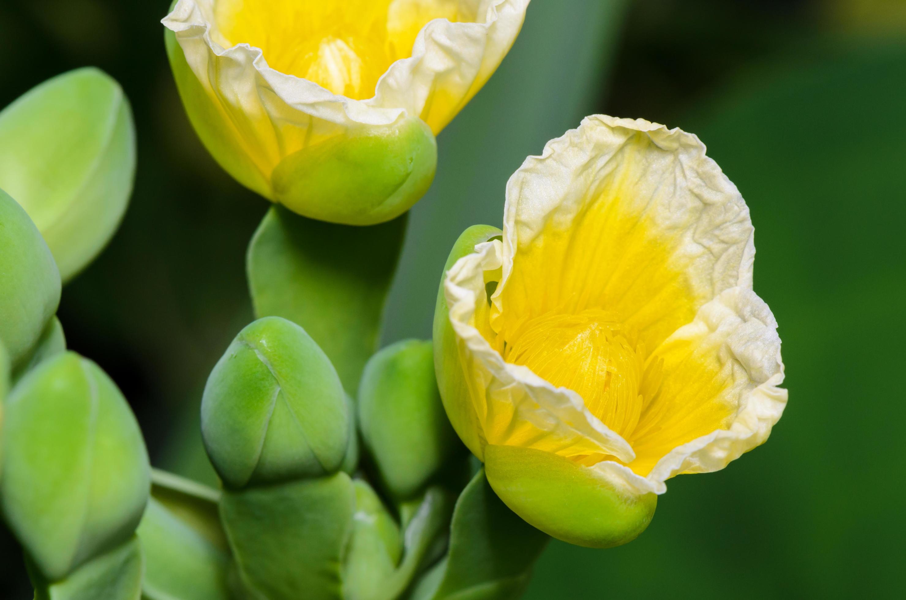 Yellow flower of Limnocharis flava Stock Free