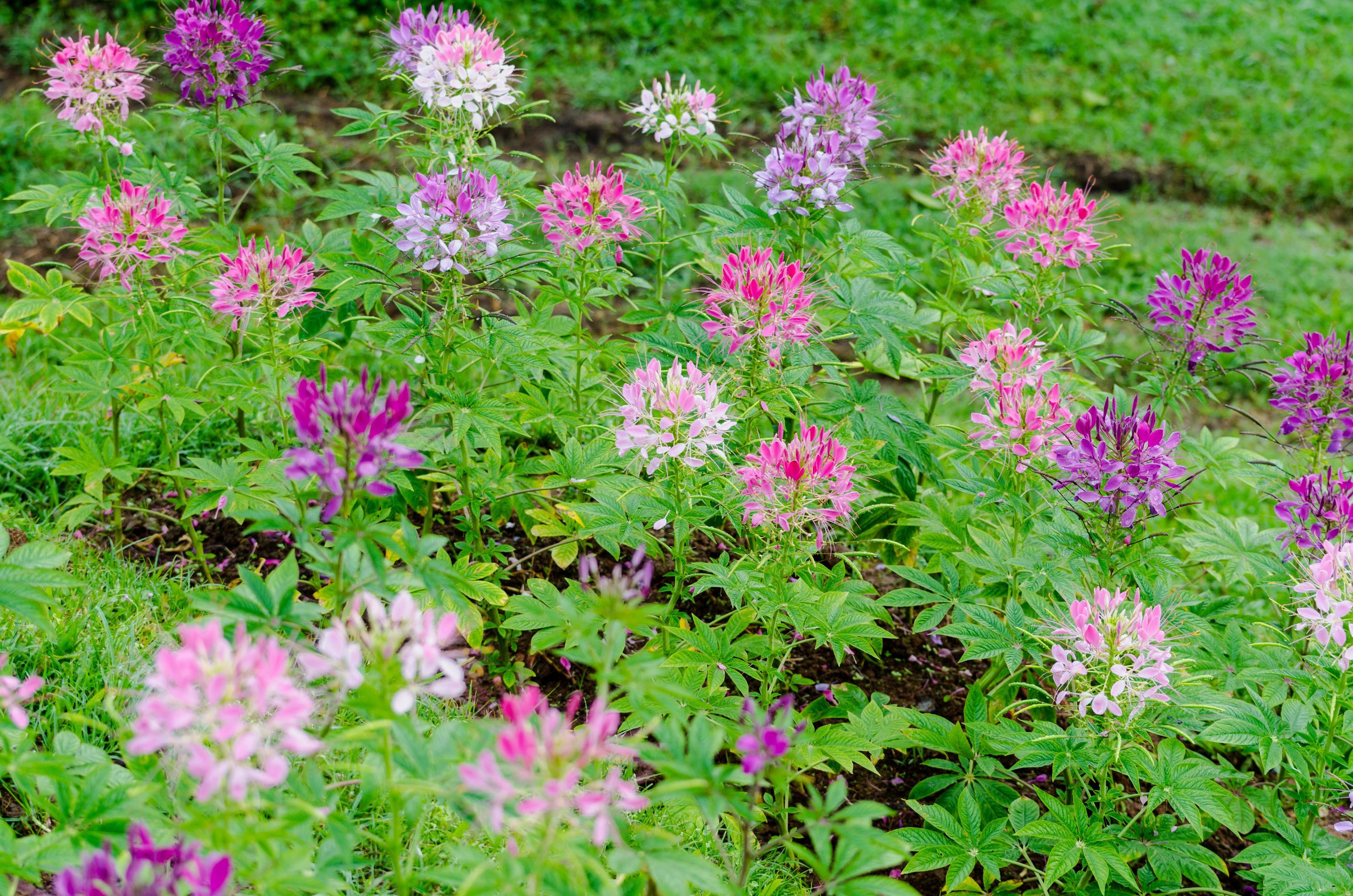 Garden flowers of Cleome with multi-colored Stock Free