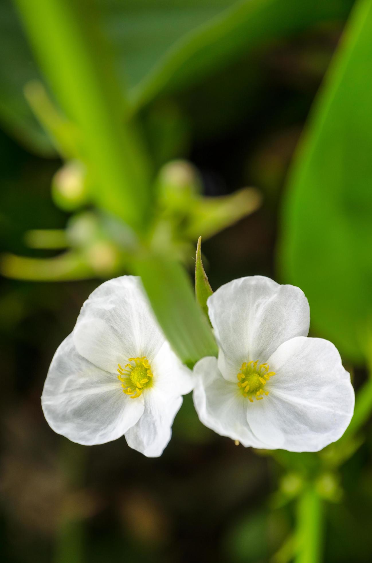 White flower of Creeping Burhead Stock Free