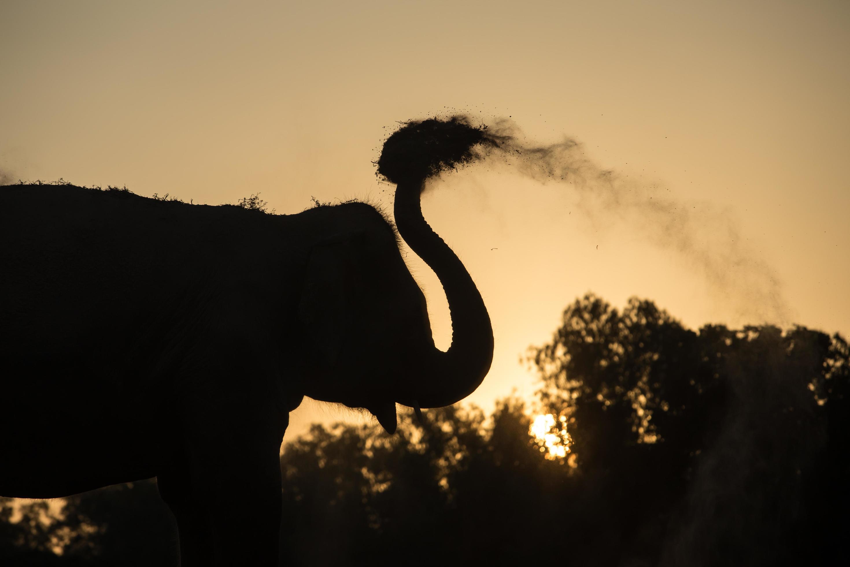 asia elephant in the forest at sunset Stock Free